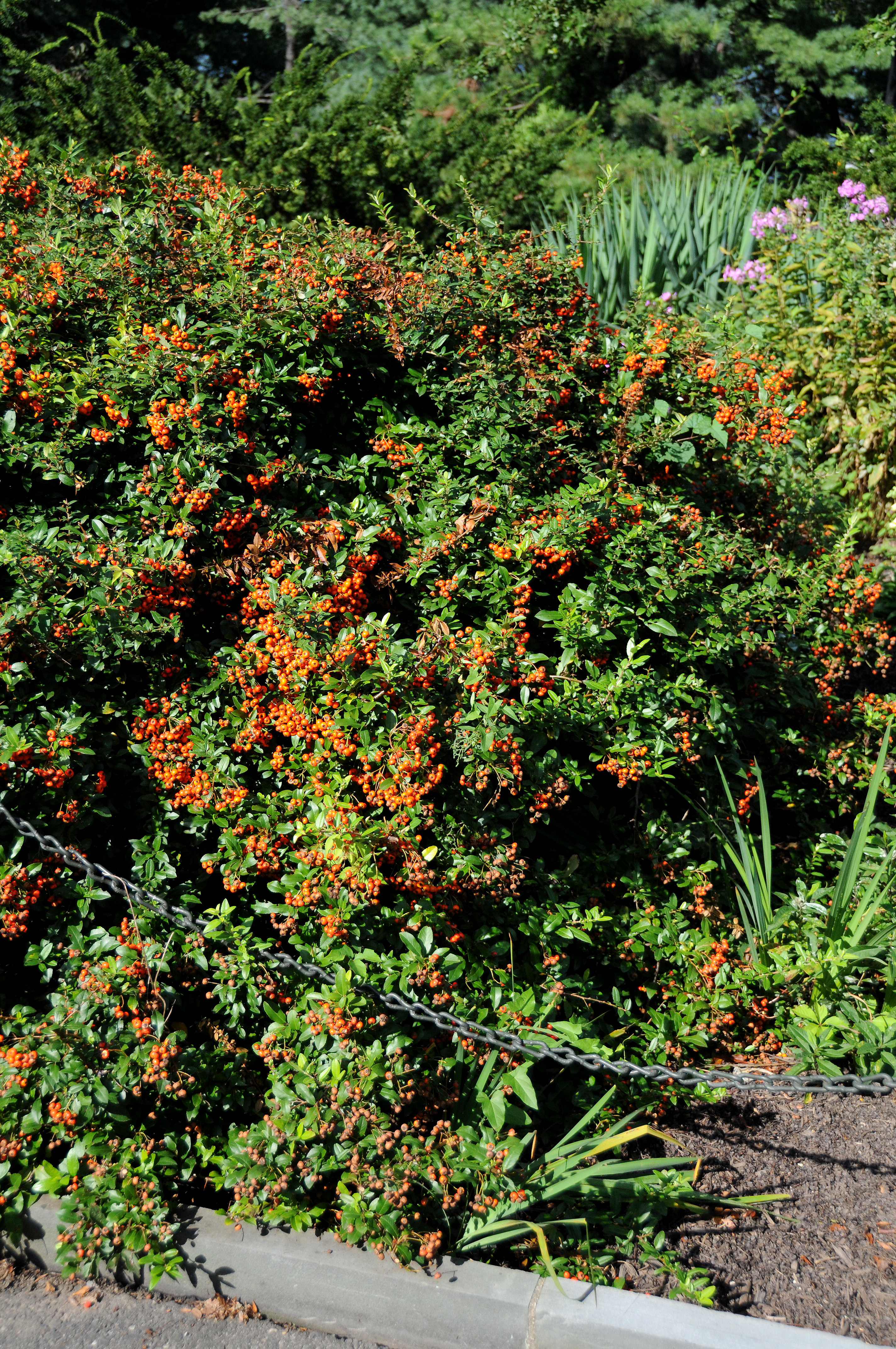 Pyracantha