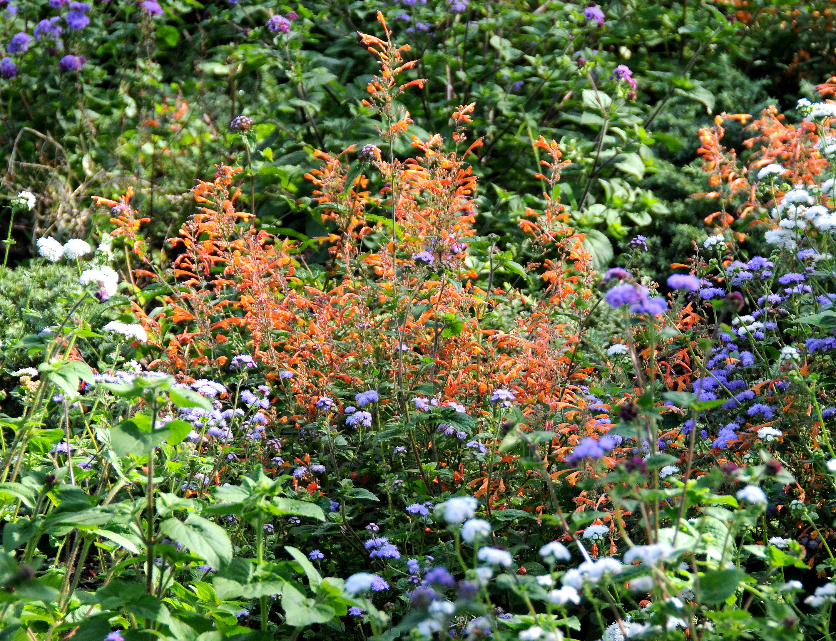 Orange Salvia - Garden View