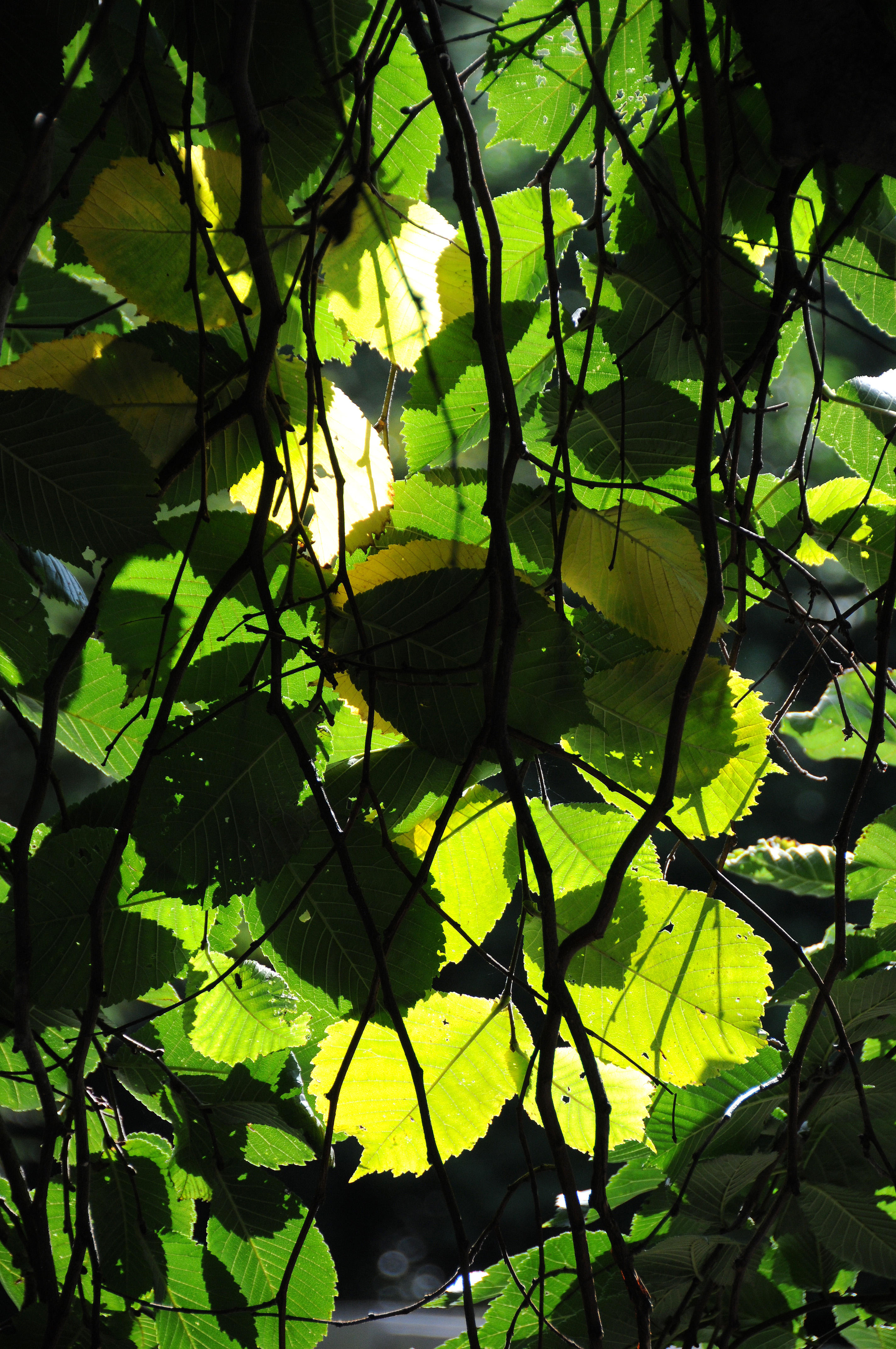 Weeping Beech Tree Foliage