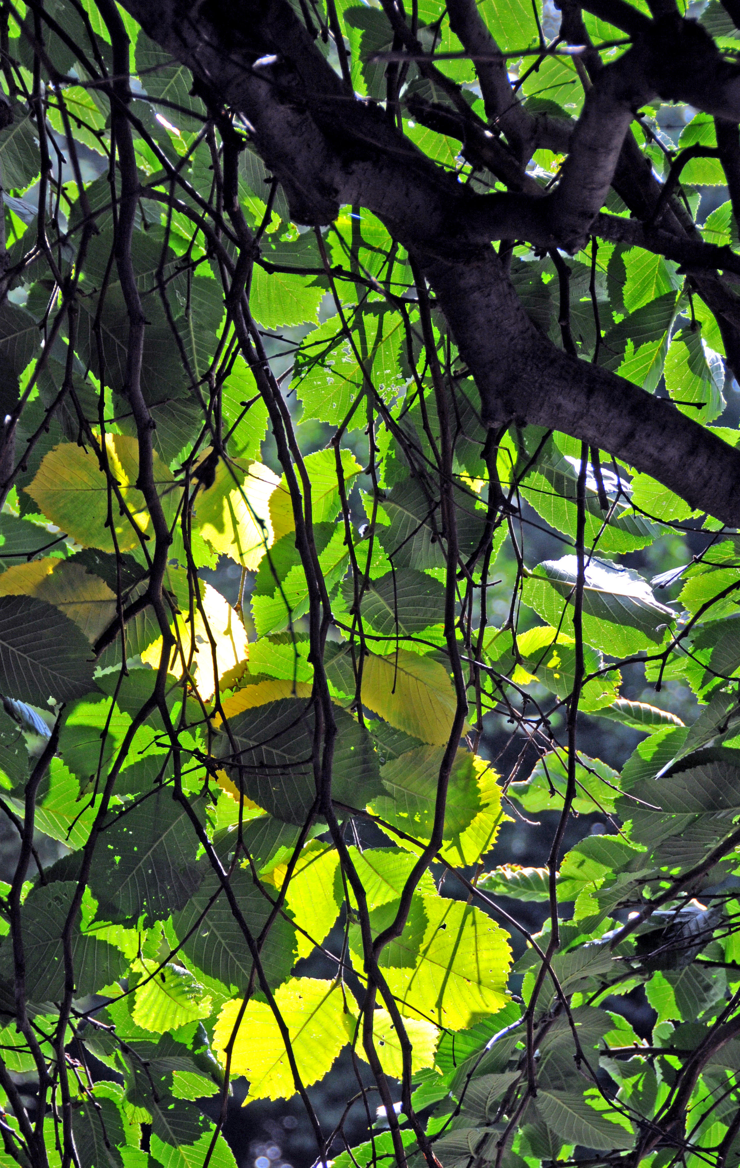 Weeping Beech Tree Foliage