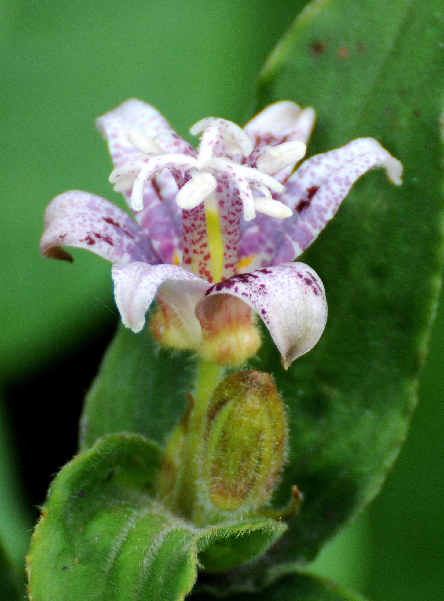 Toad Lily