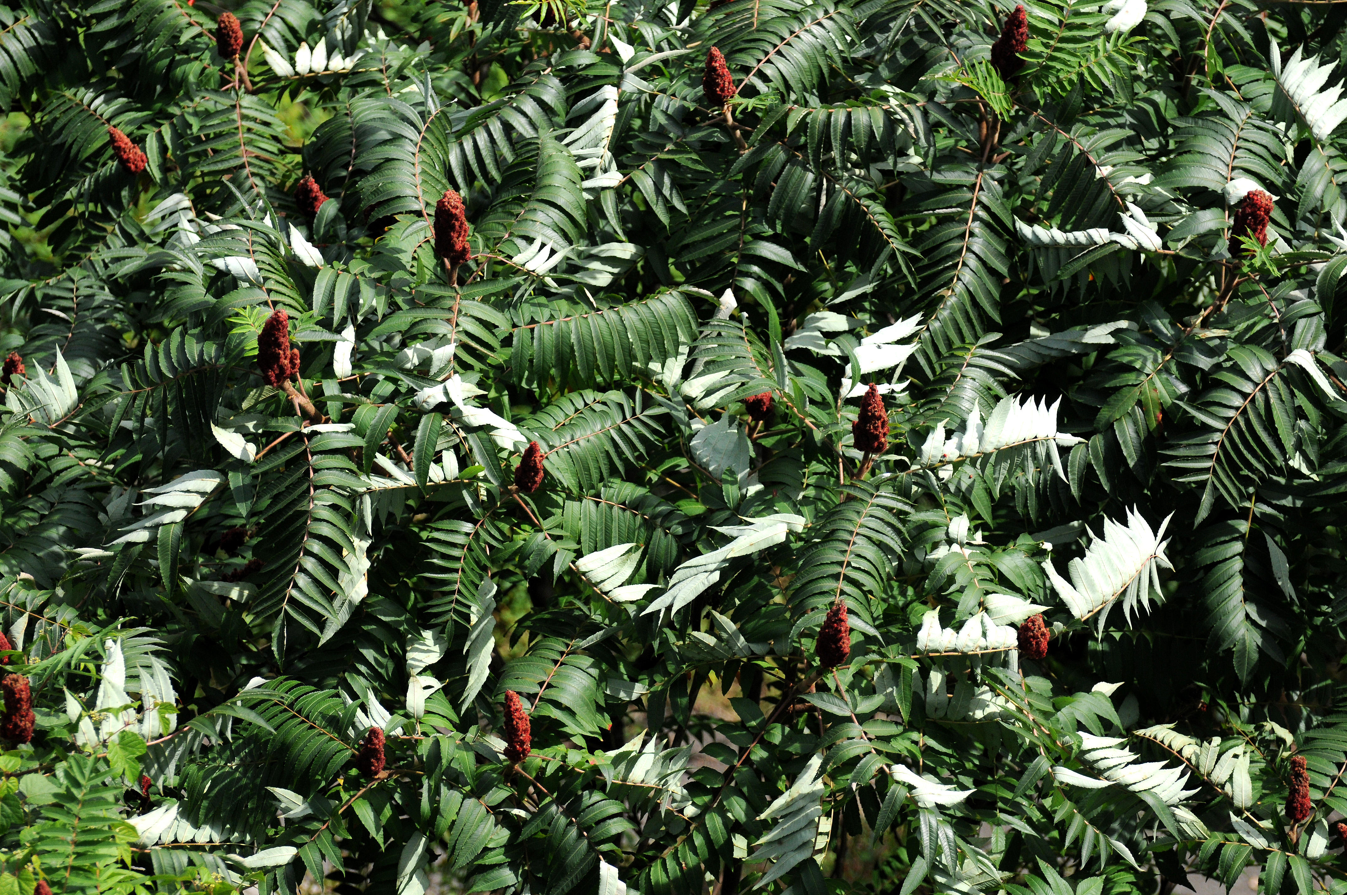 Sumac Tree Foliage