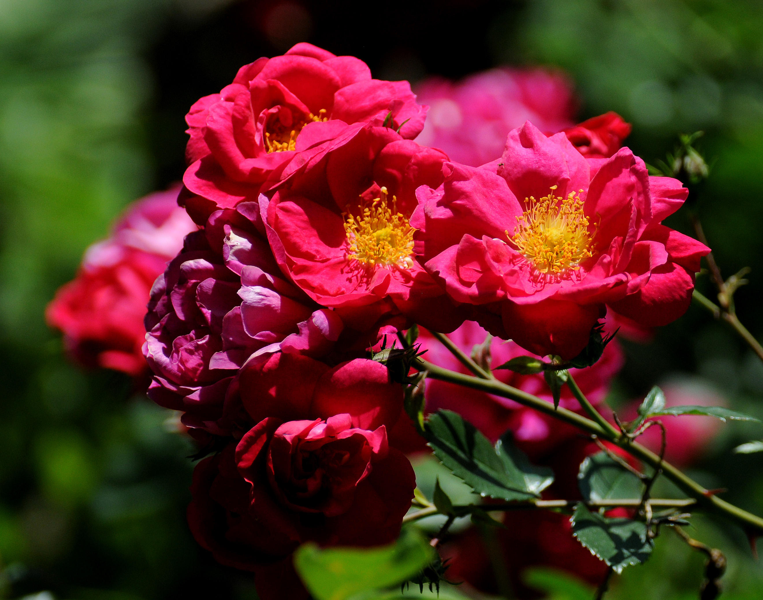 Rose Garden