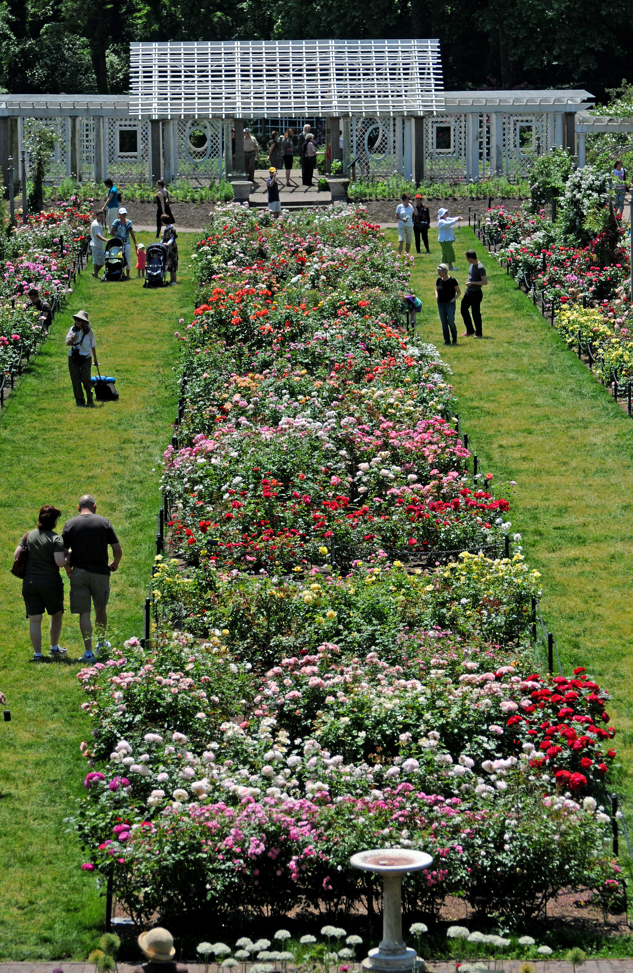 Rose Garden
