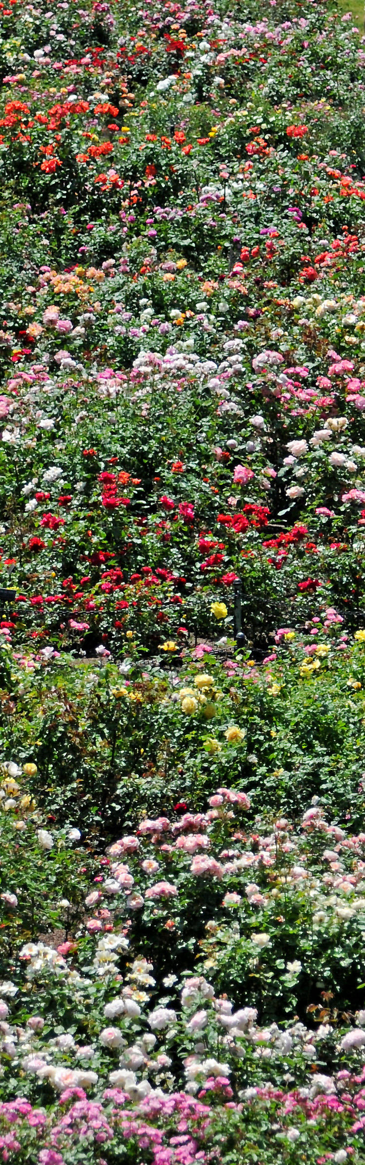 Rose Garden