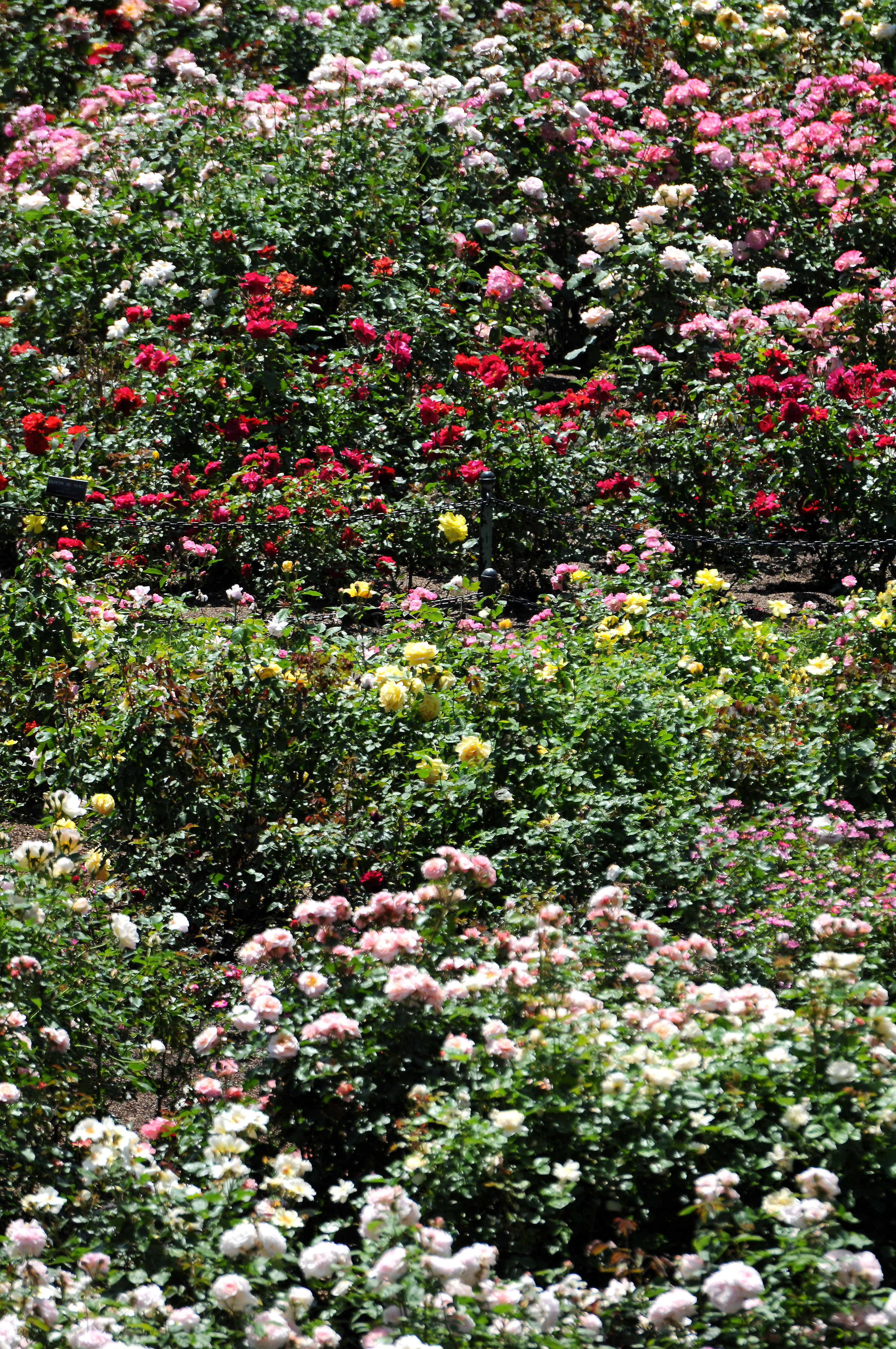 Rose Garden