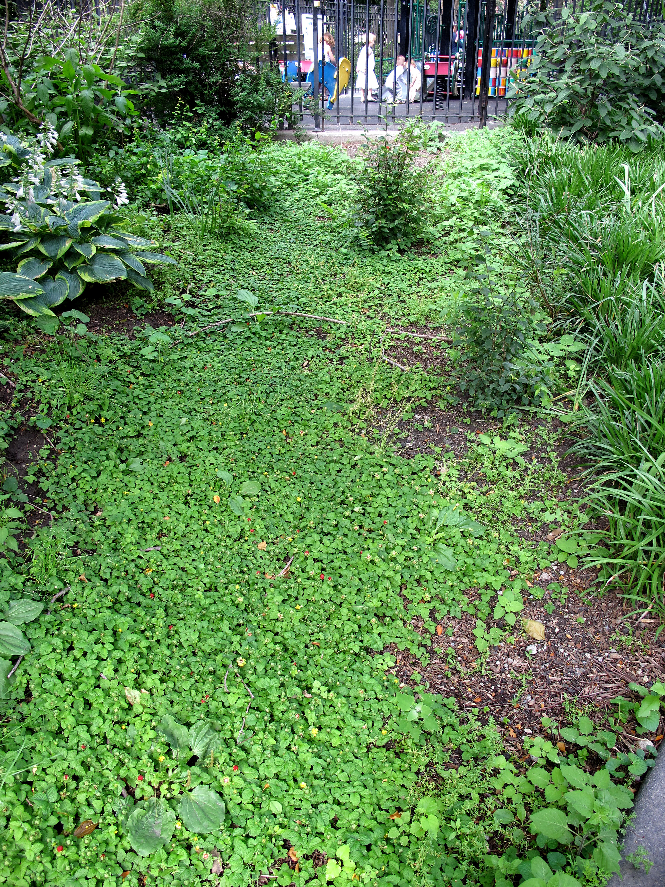 Wild Strawberries