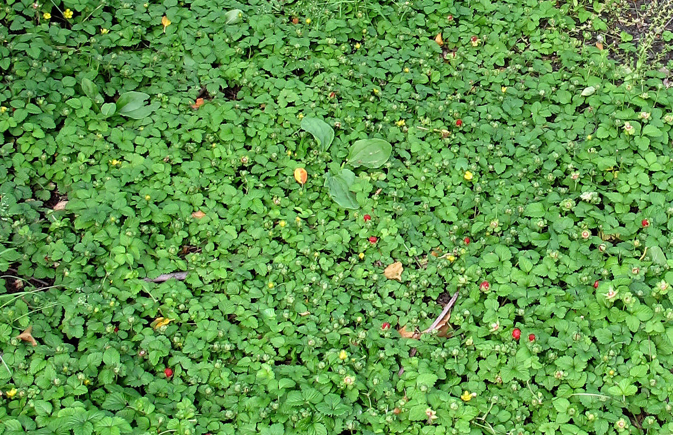 Wild Strawberries