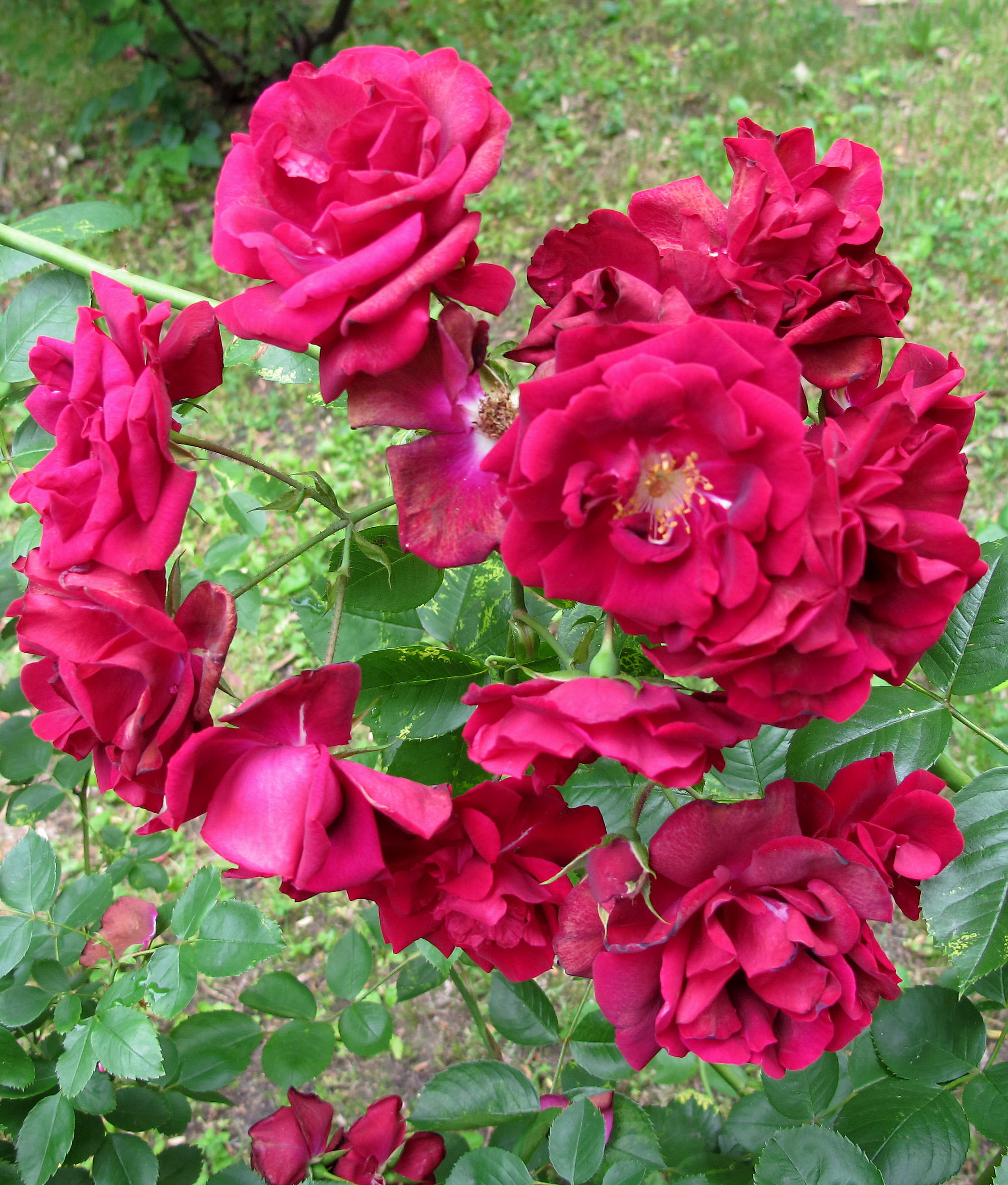 Rose Blossoms
