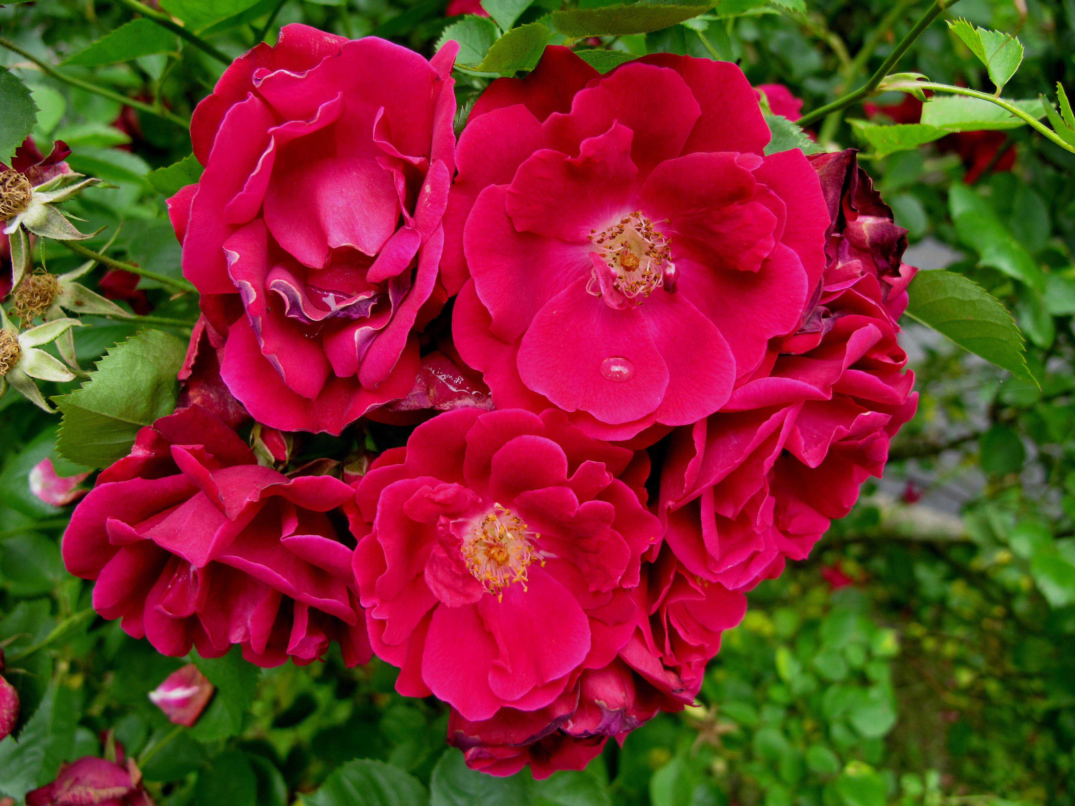 Rose Blossoms