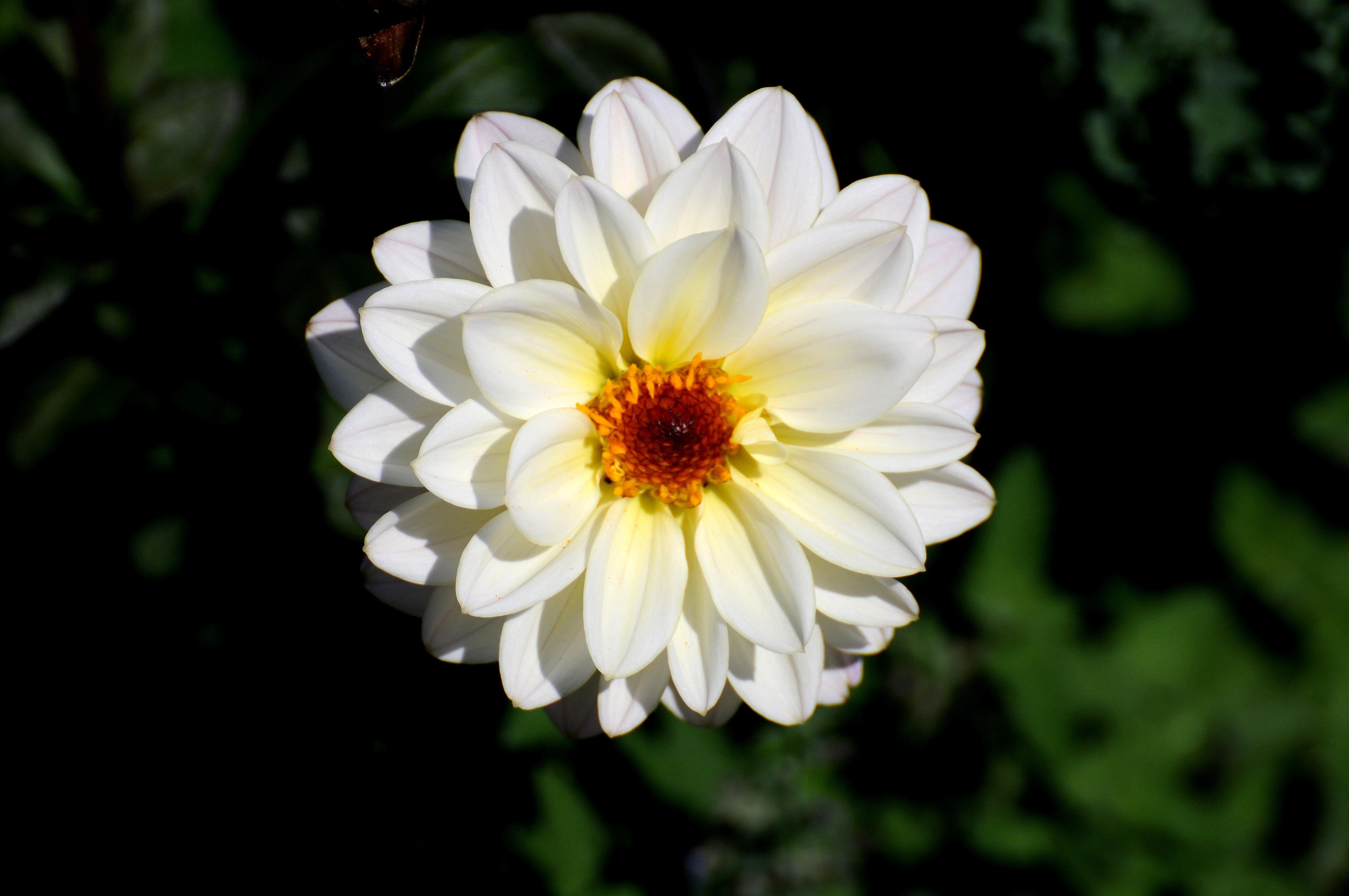 DSC_6293.JPG