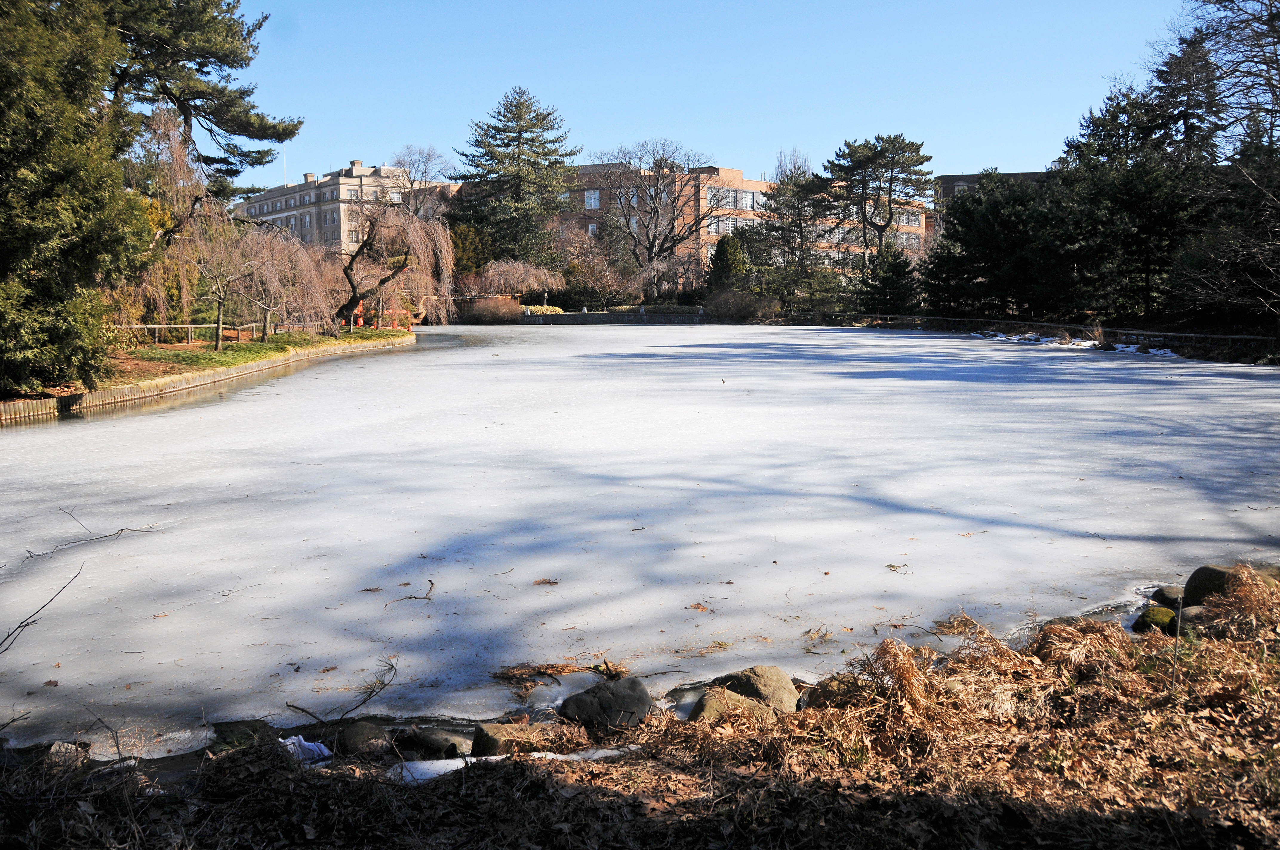 Japanese Pond and Garden