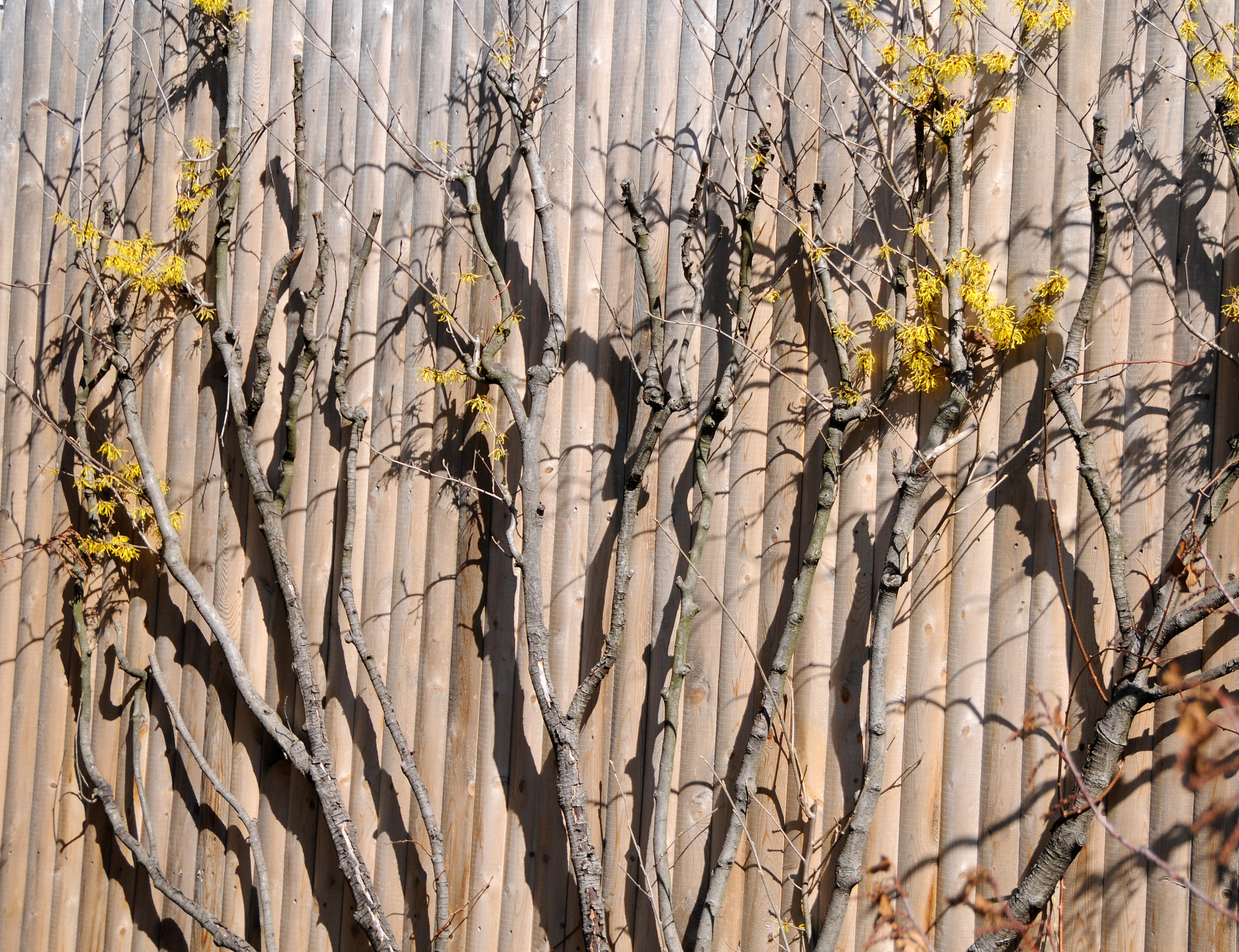 Witch Hazel
