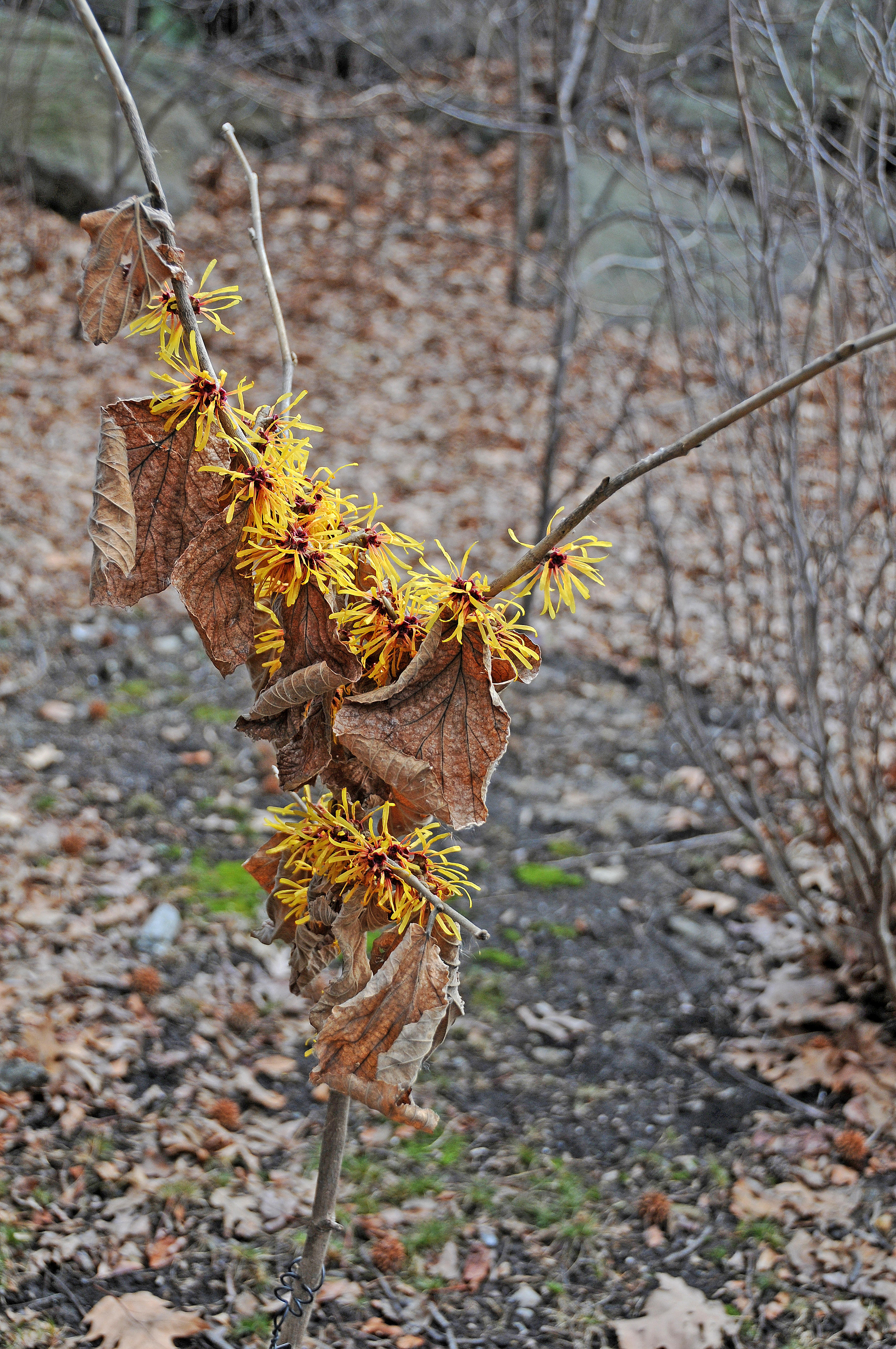 Wetland Witch Hazel