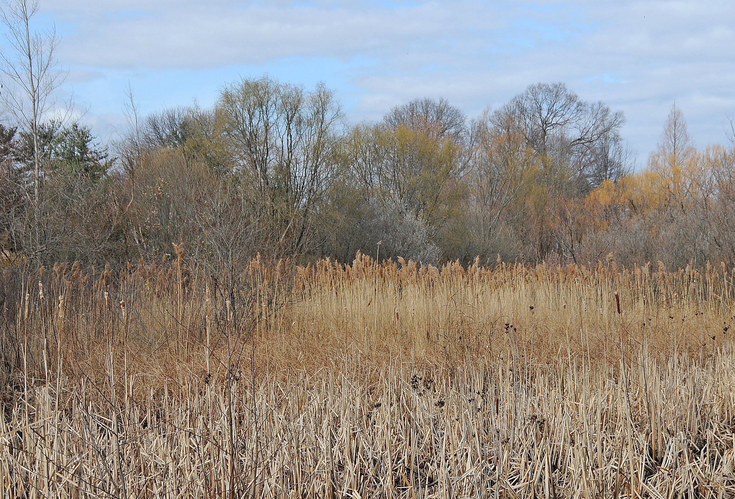 Wetland
