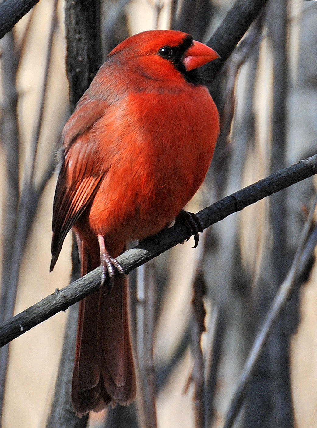 Wetland Cardinal