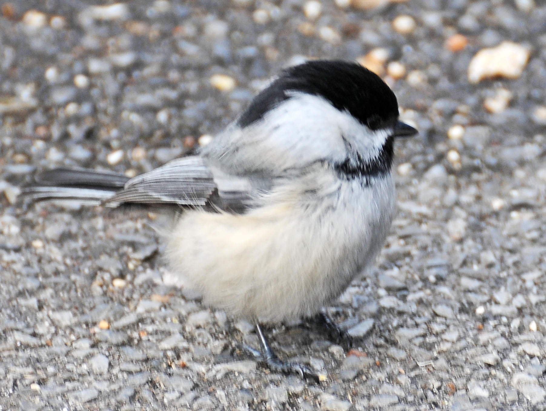 Wetland Chickadee