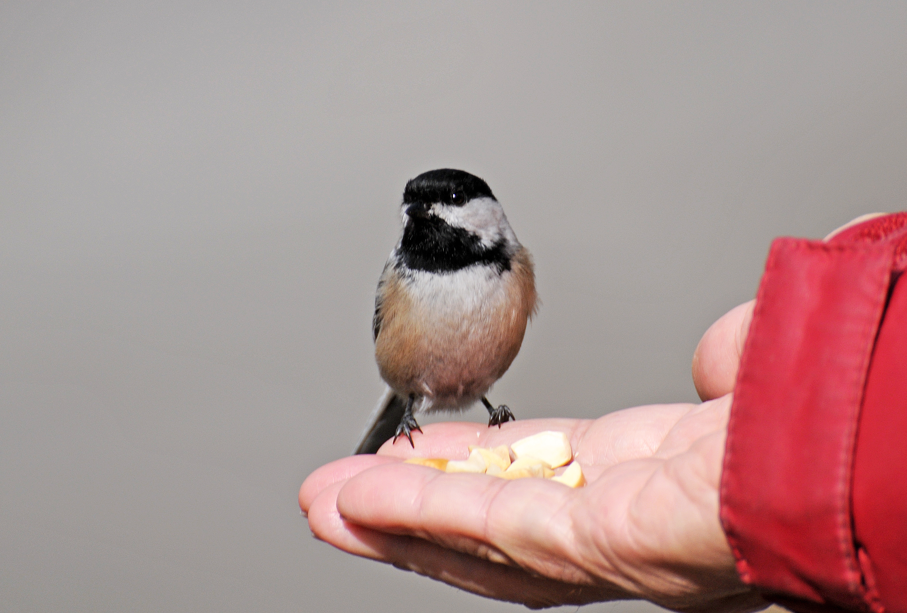 Wetland Chickadee