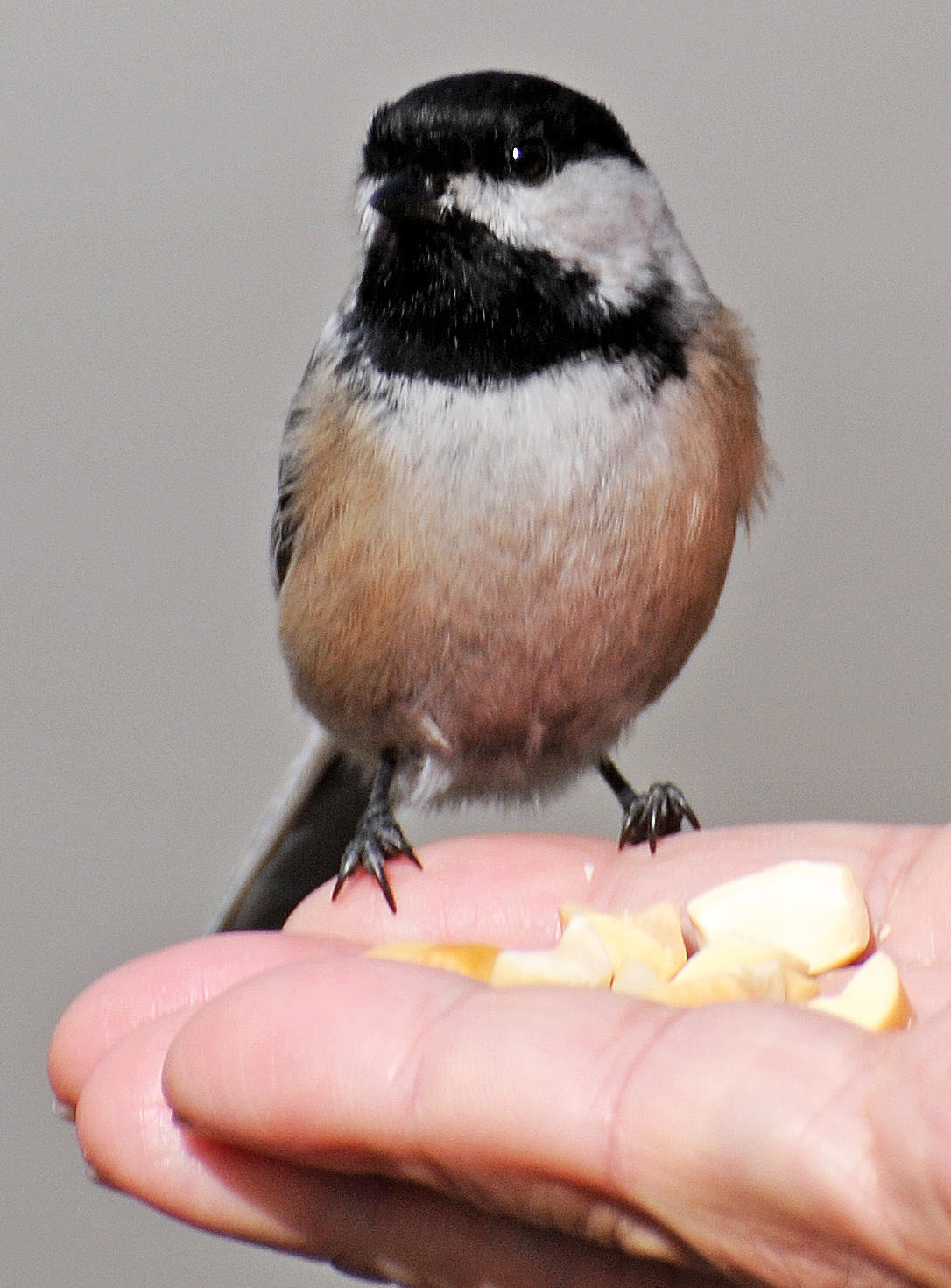 Wetland Chickadee