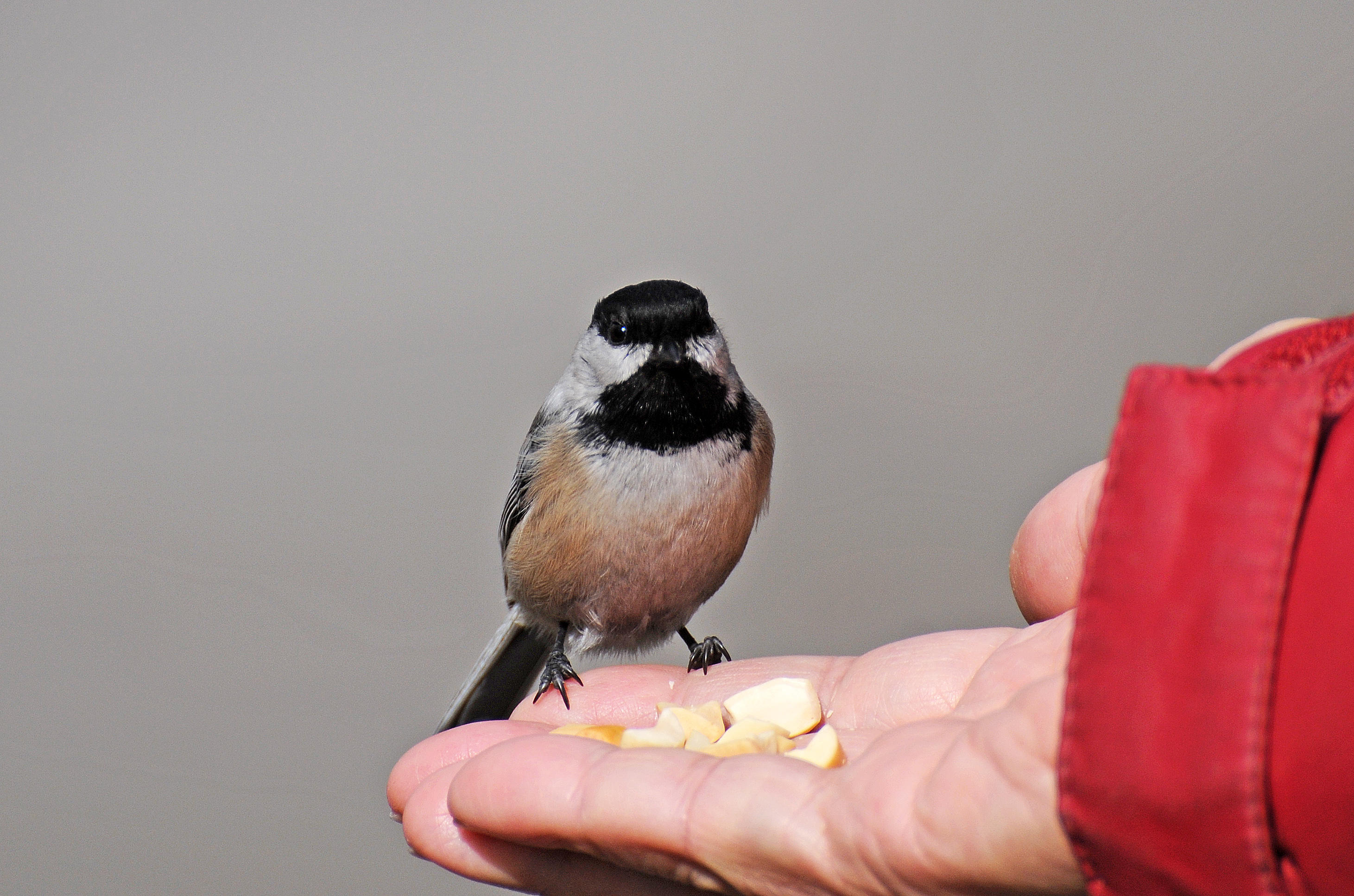 Wetland Chickadee