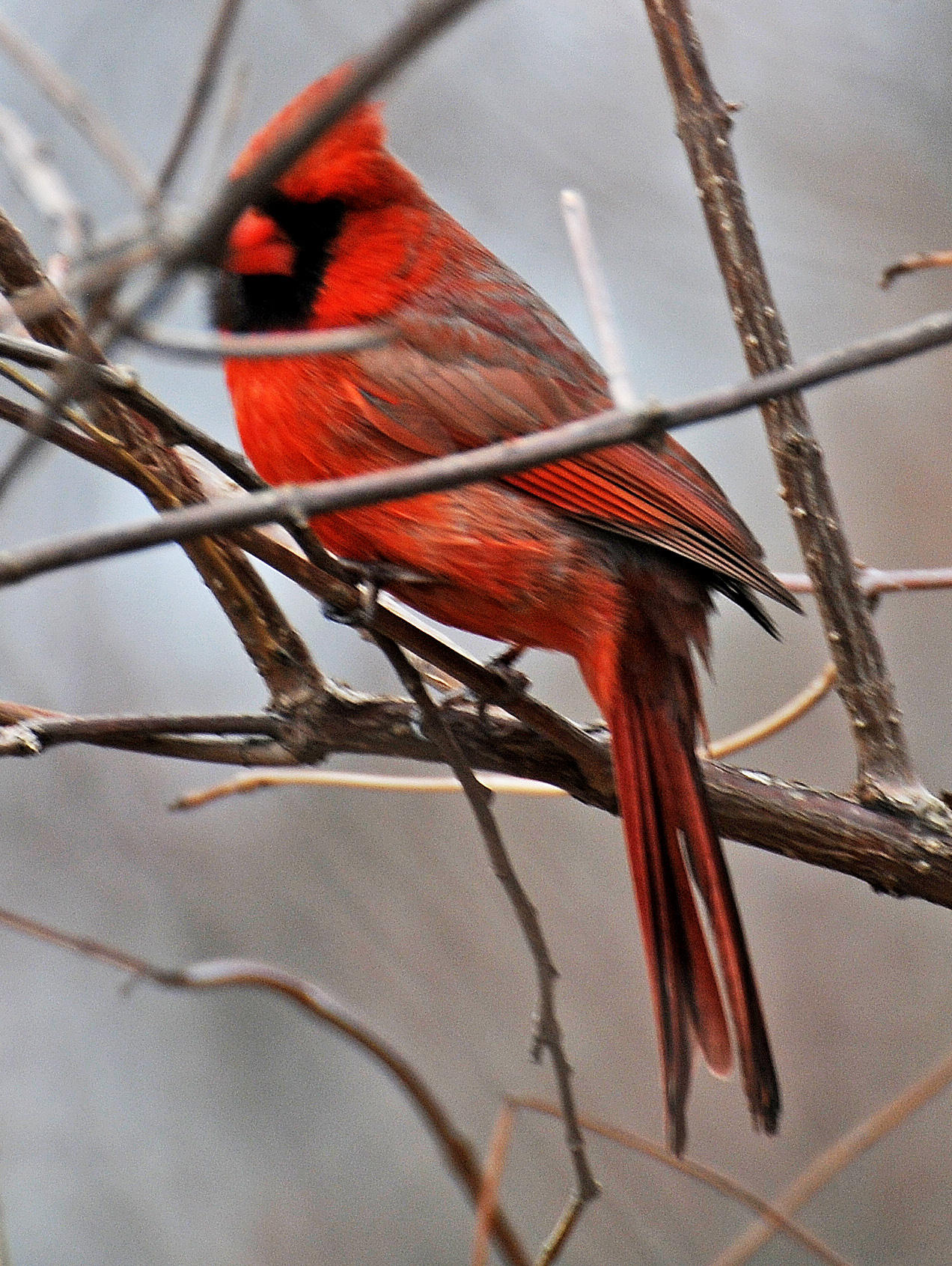 Wetland Cardinal
