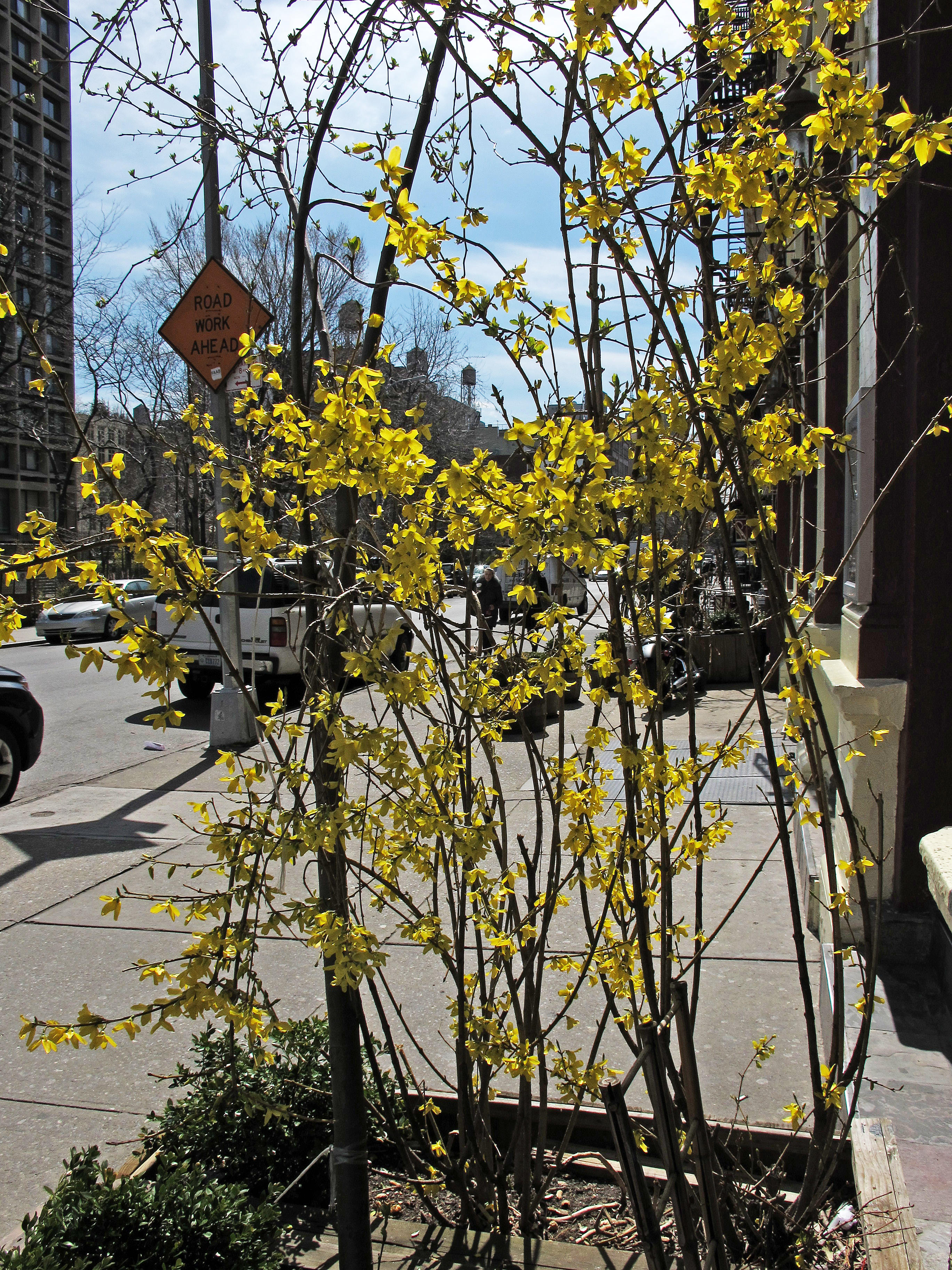 Forsythia Blossoms