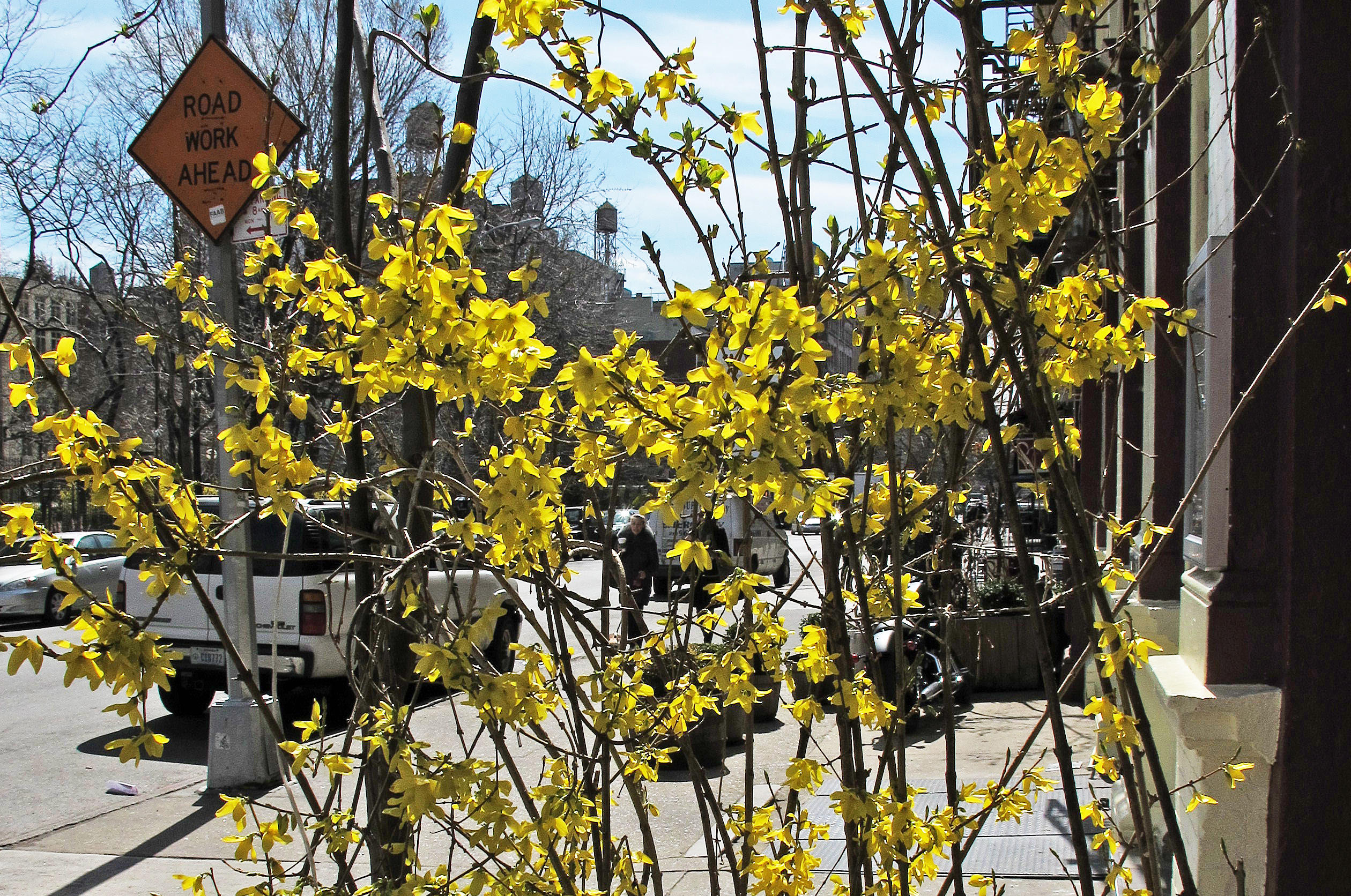 Forsythia Blossoms