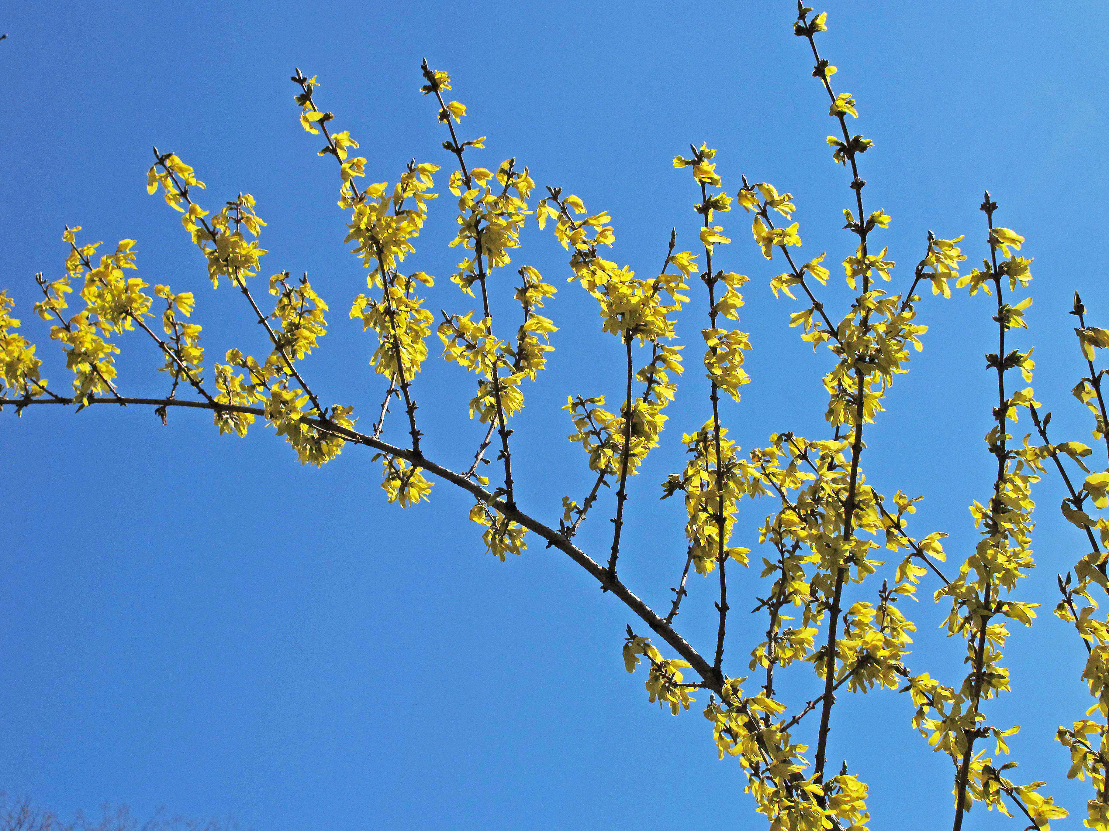Forsythia Blossoms