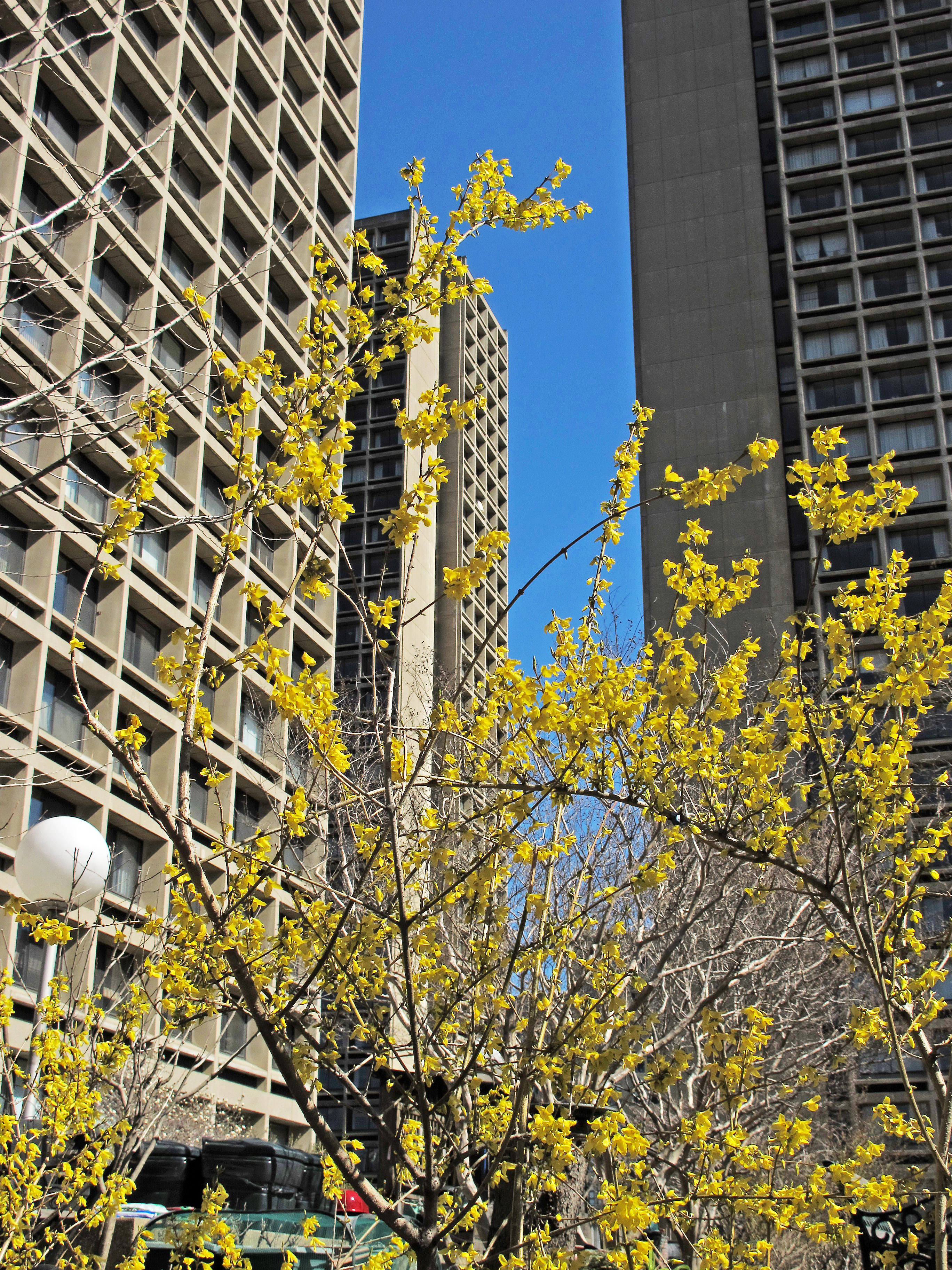 Forsythia Blossoms