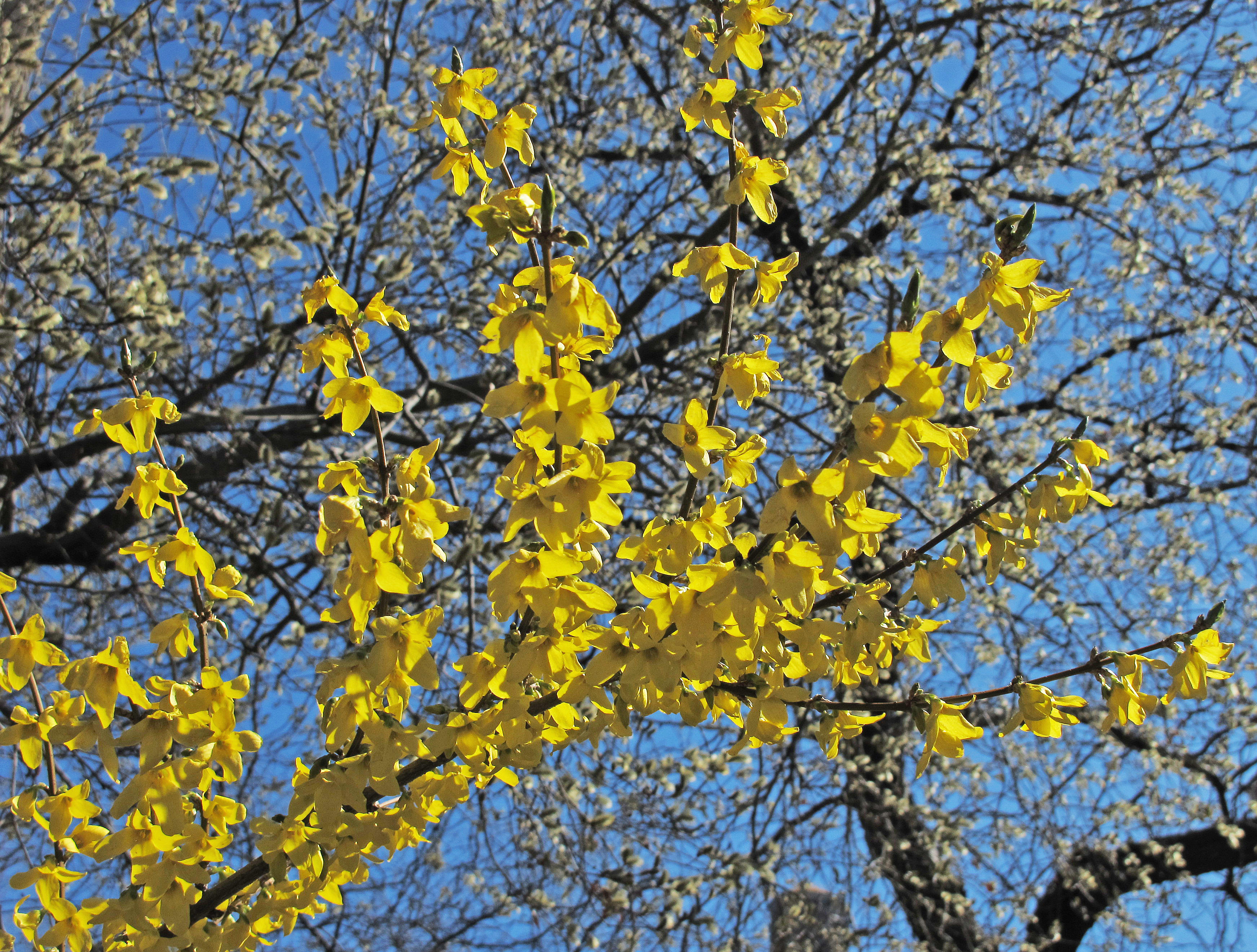 Forsythia Blossoms