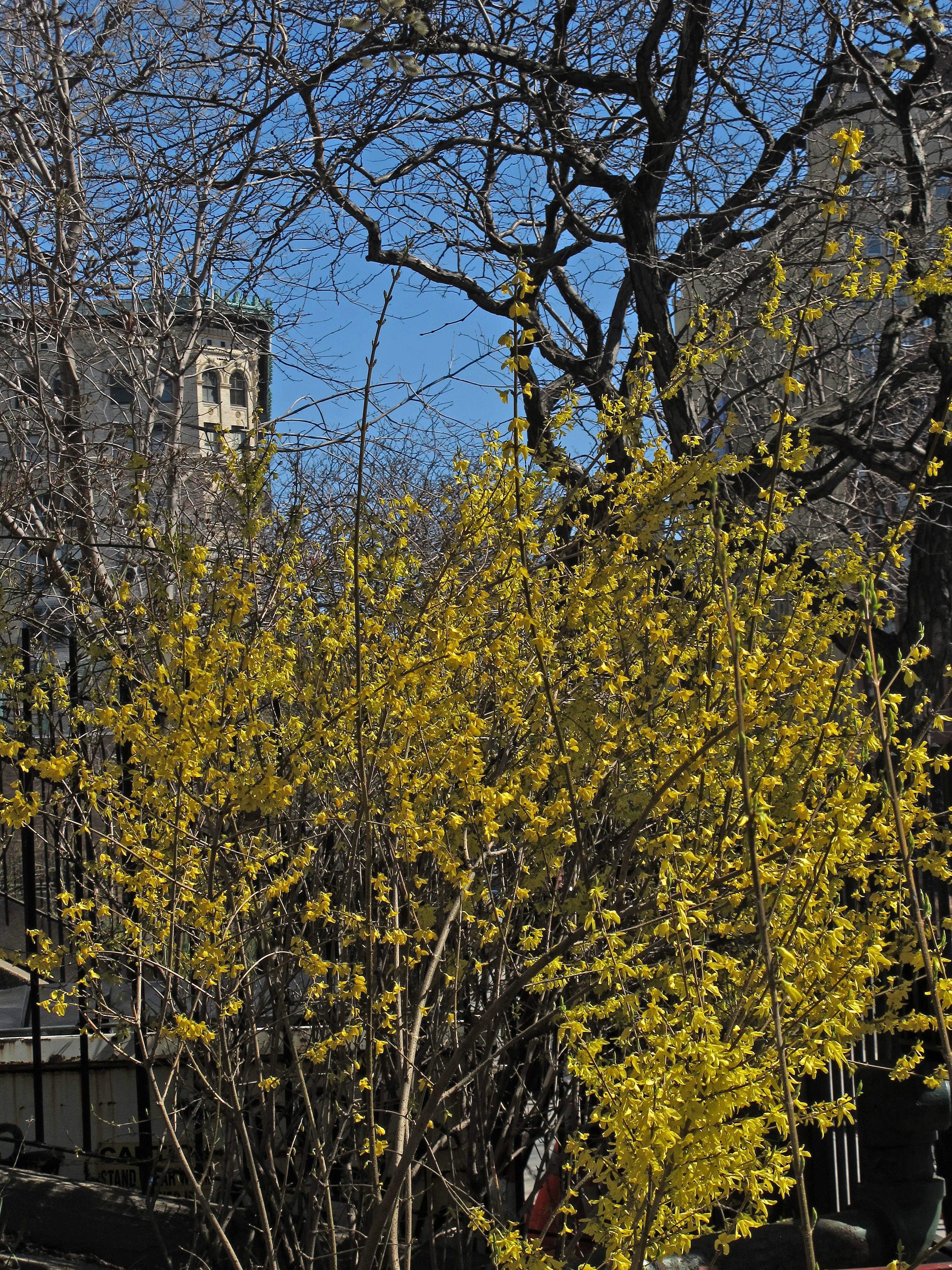 Forsythia Blossoms