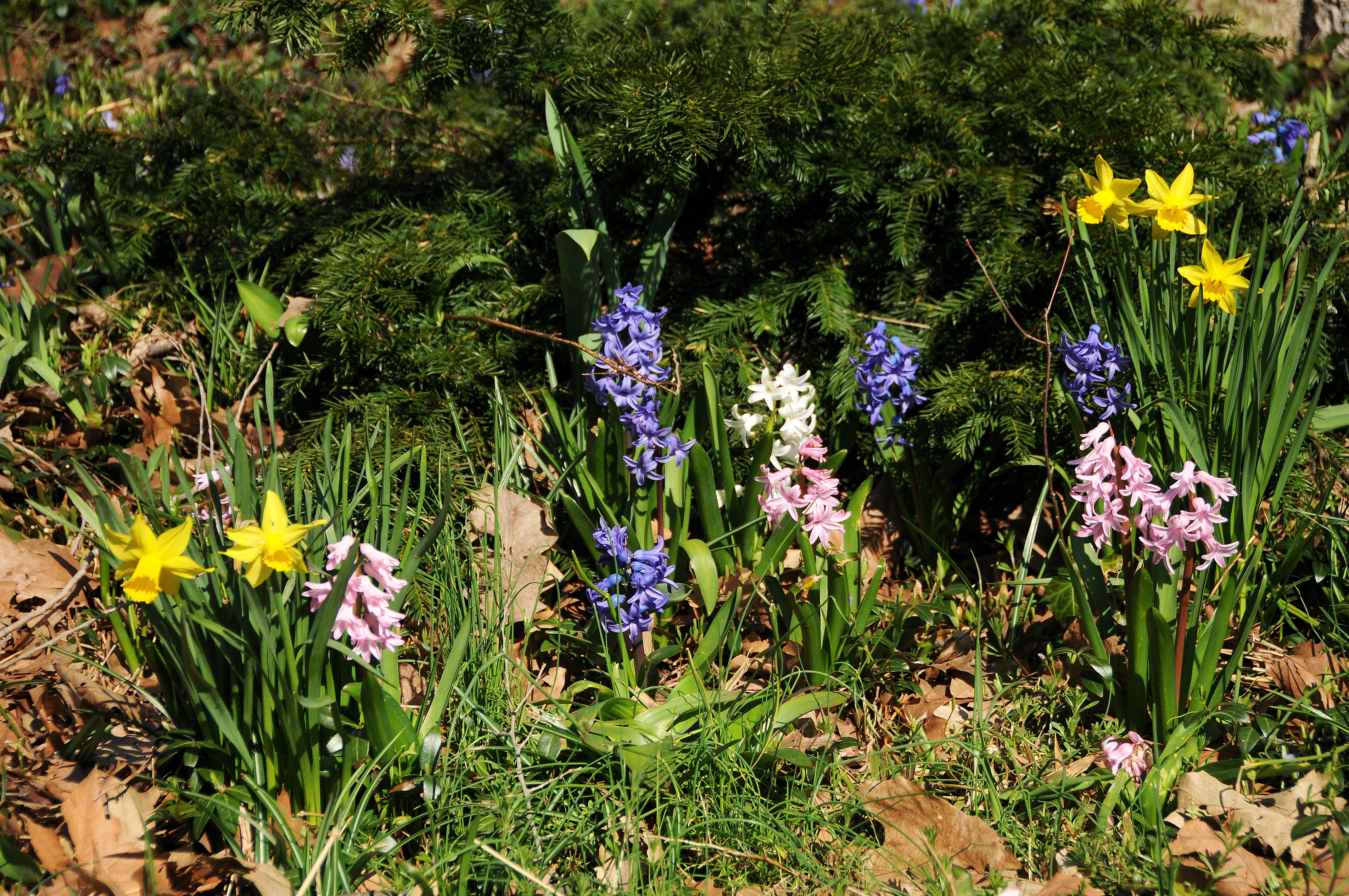 Daffodils & Hyacinths