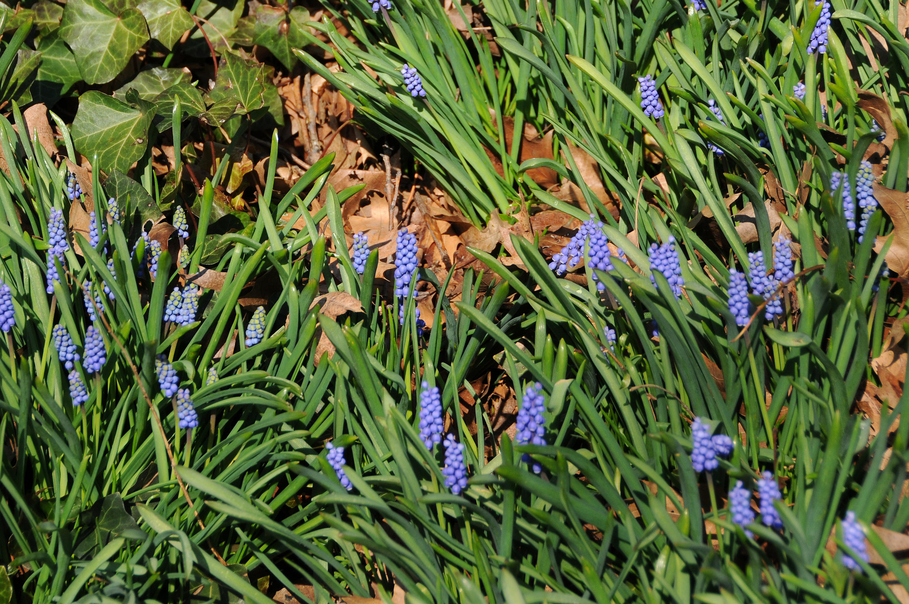 Grape Hyacinth