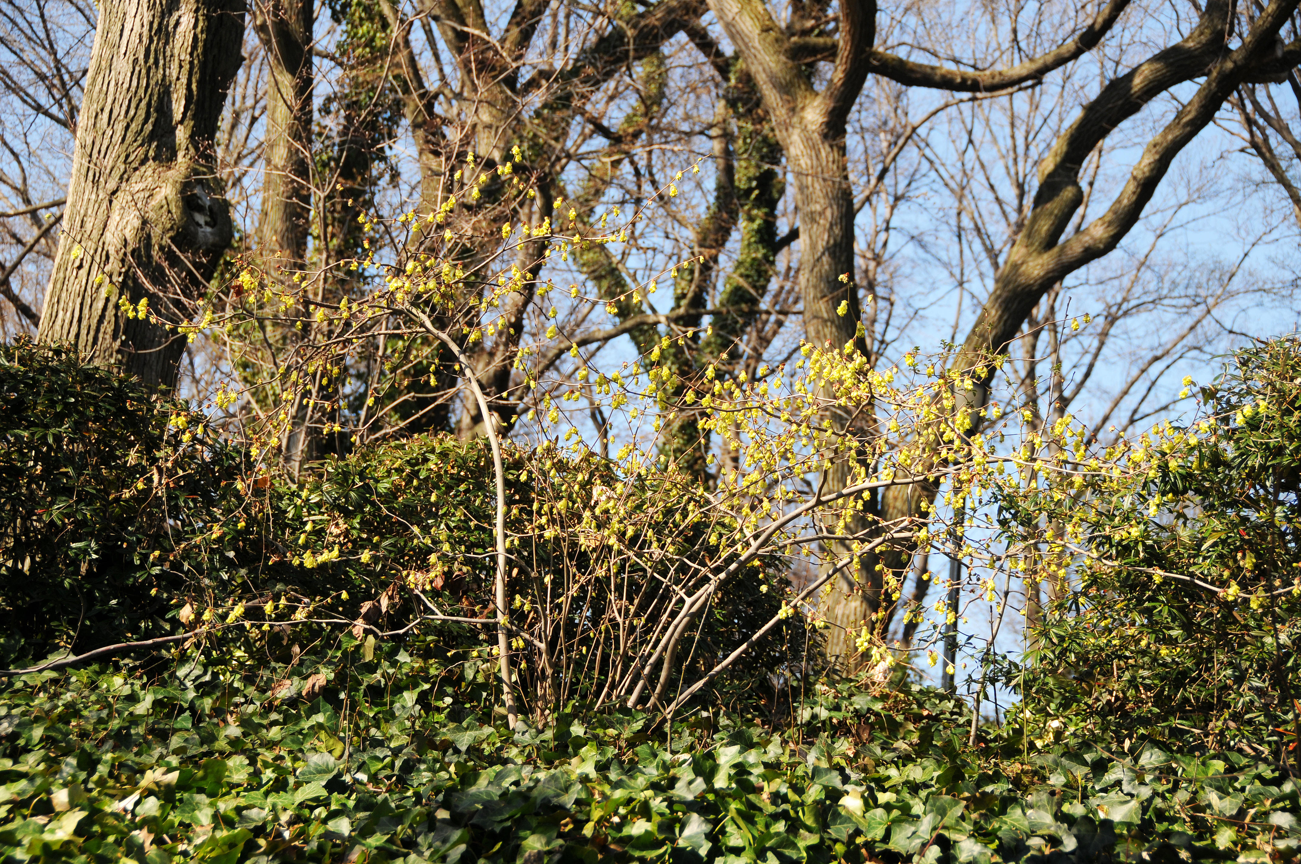 Buttercup Winter Hazel or Witch Hazel