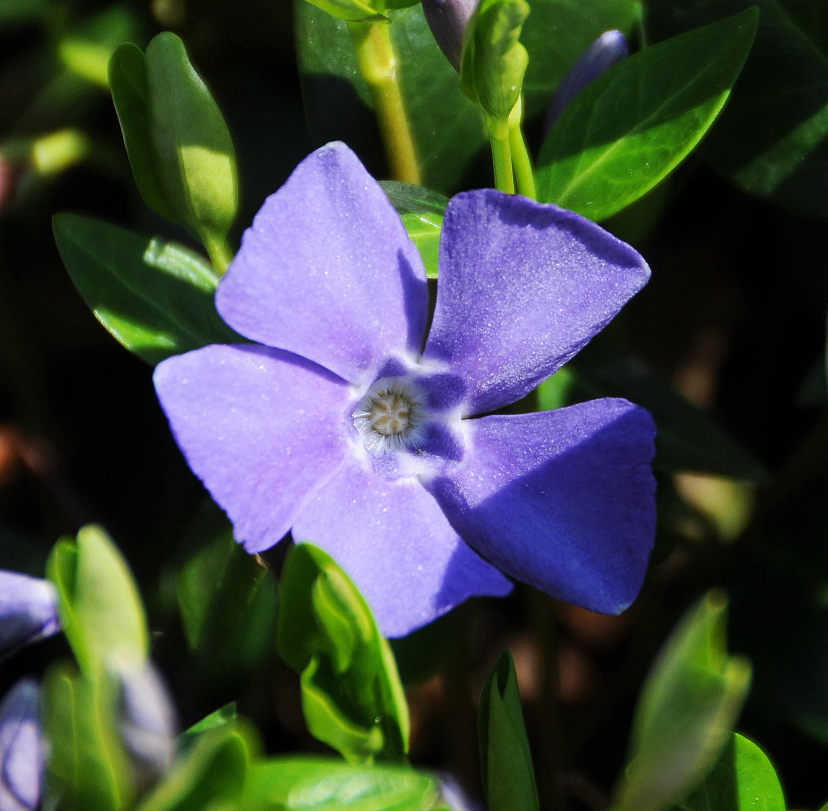 Periwinkle or Vinca