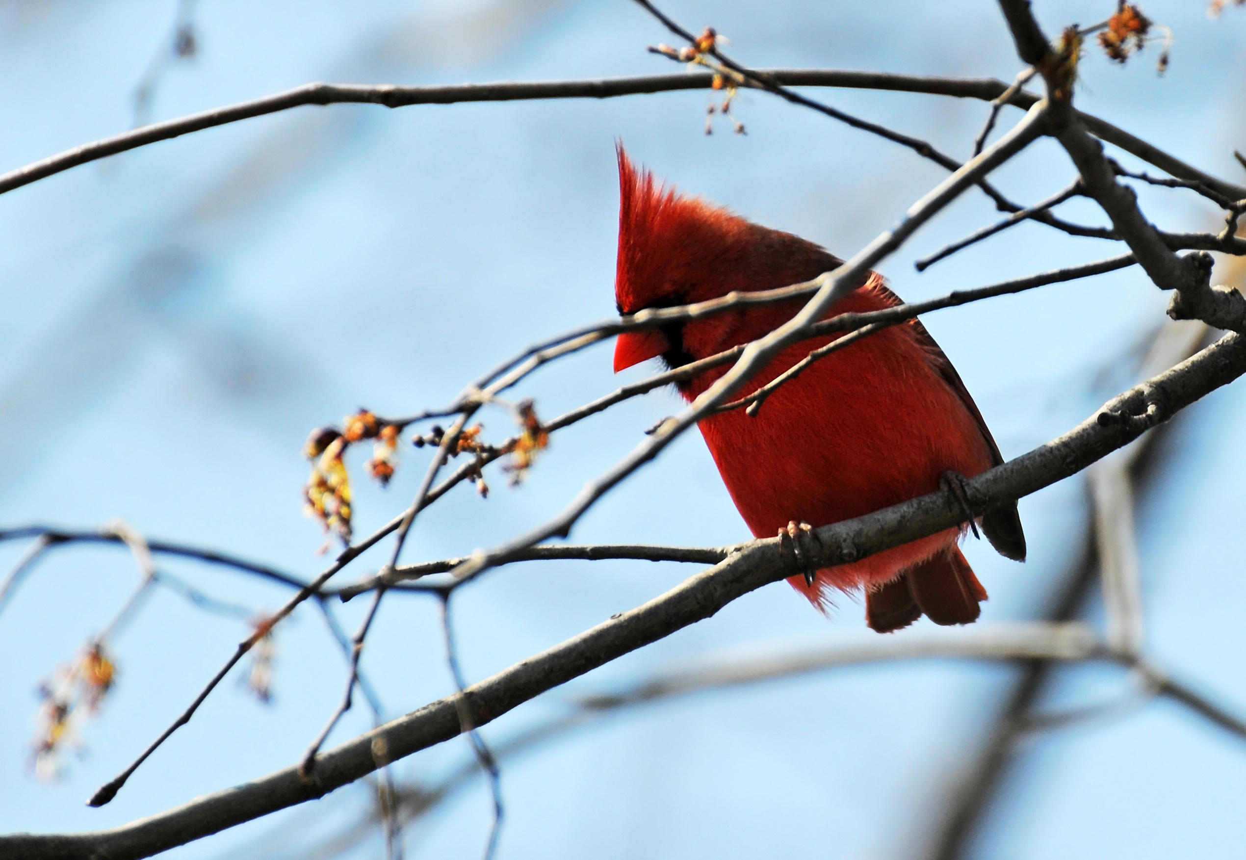Cardinal