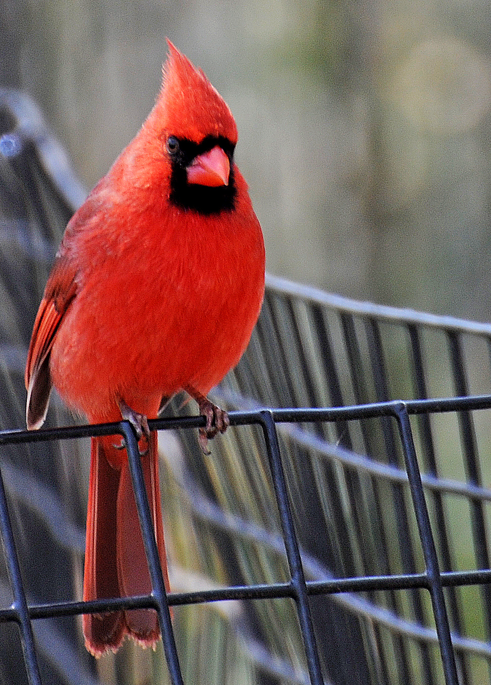 Cardinal