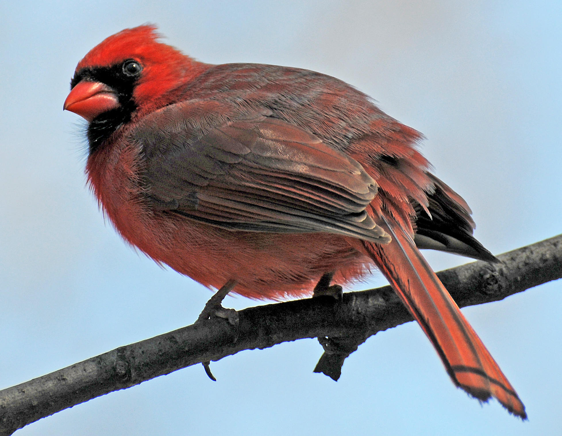 Cardinal