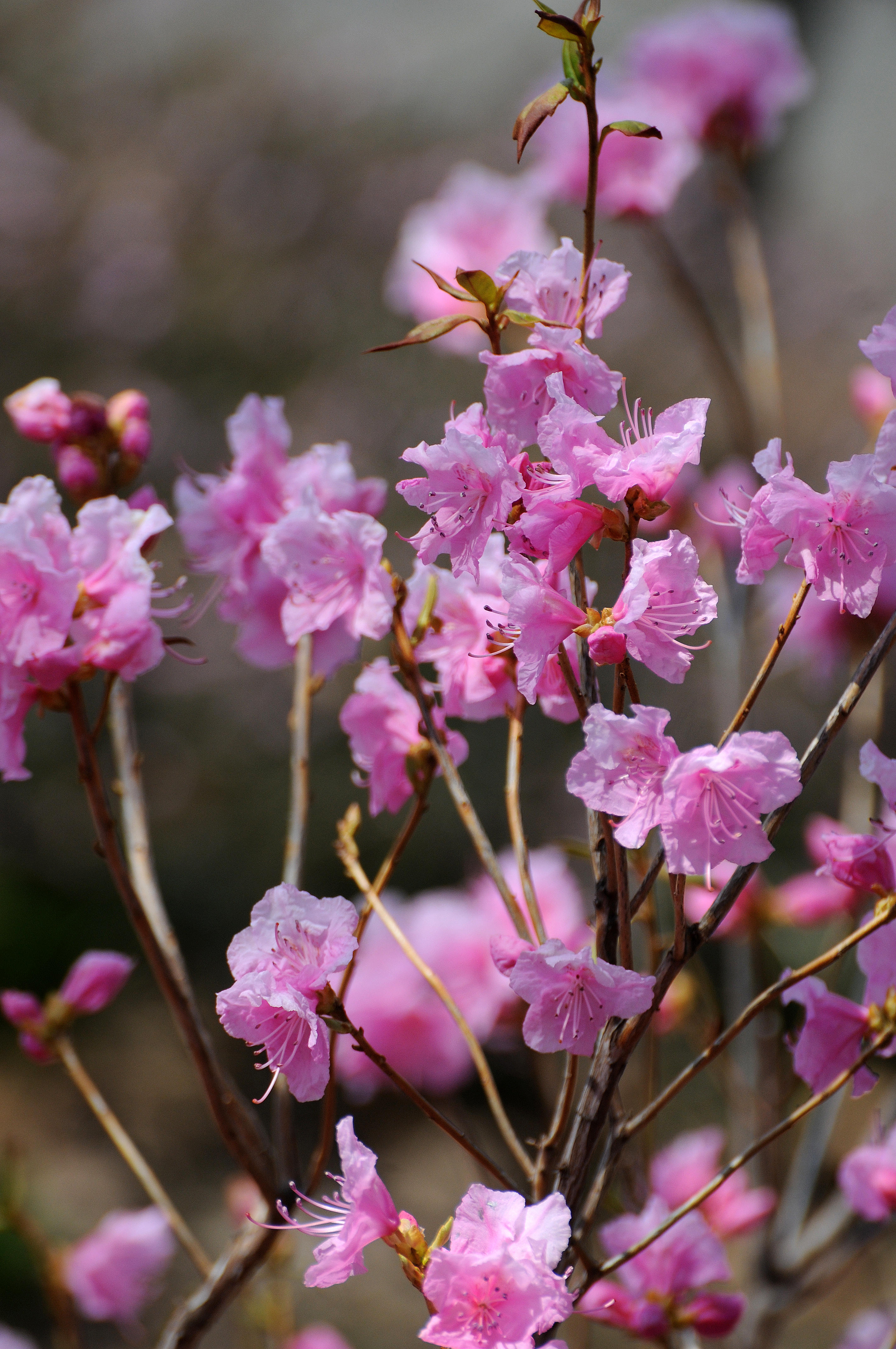 Azalea in the Heather Garden