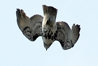 Red Tailed Hawk in Flight