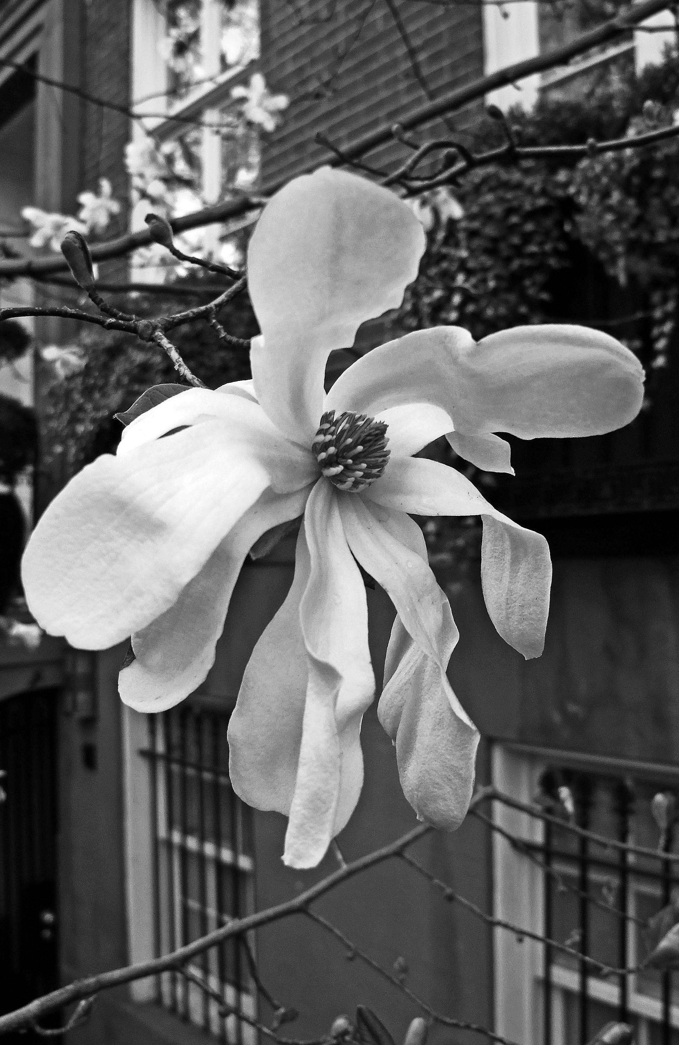 Magnolia Tree Blossoms