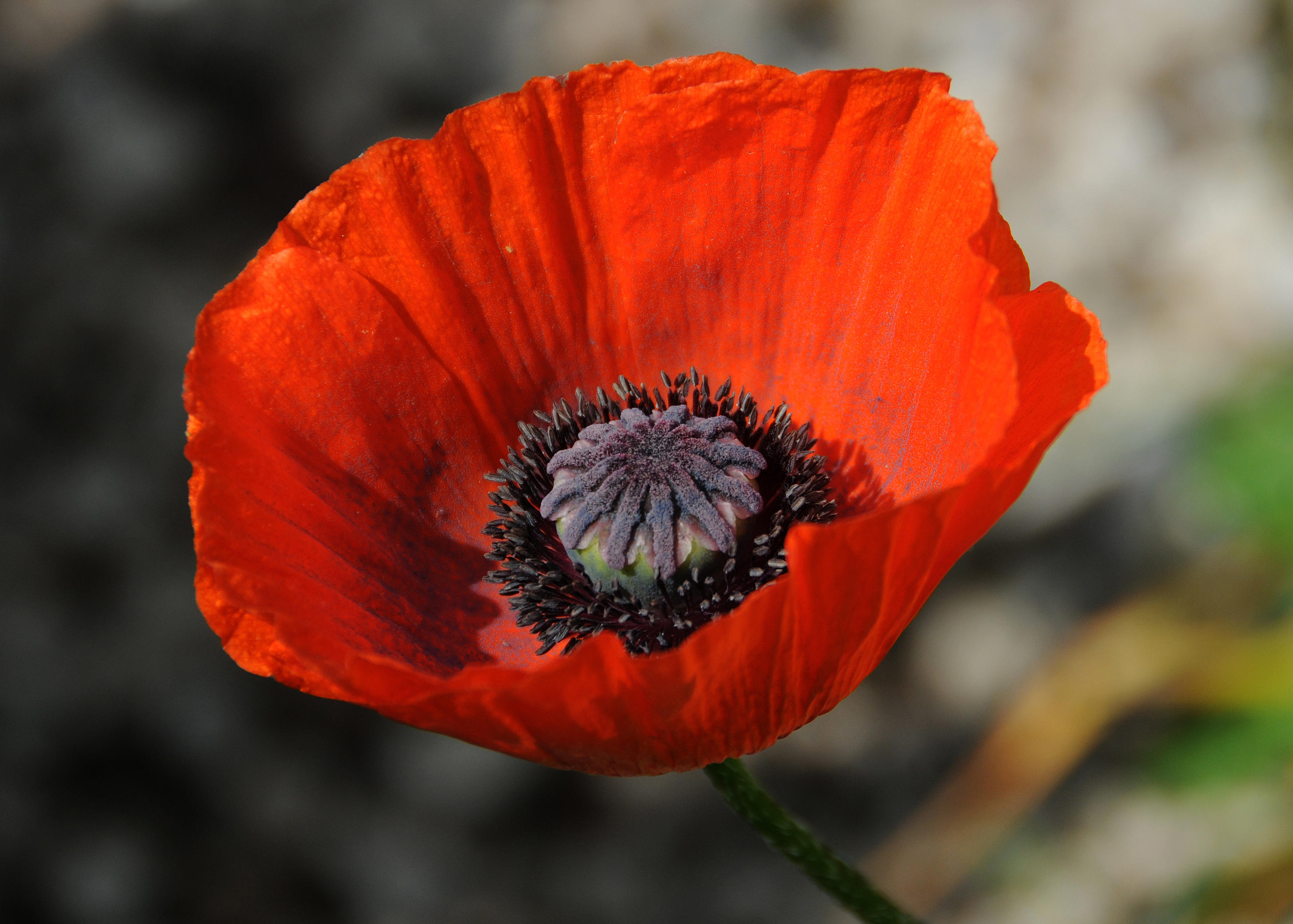 Poppy Flower