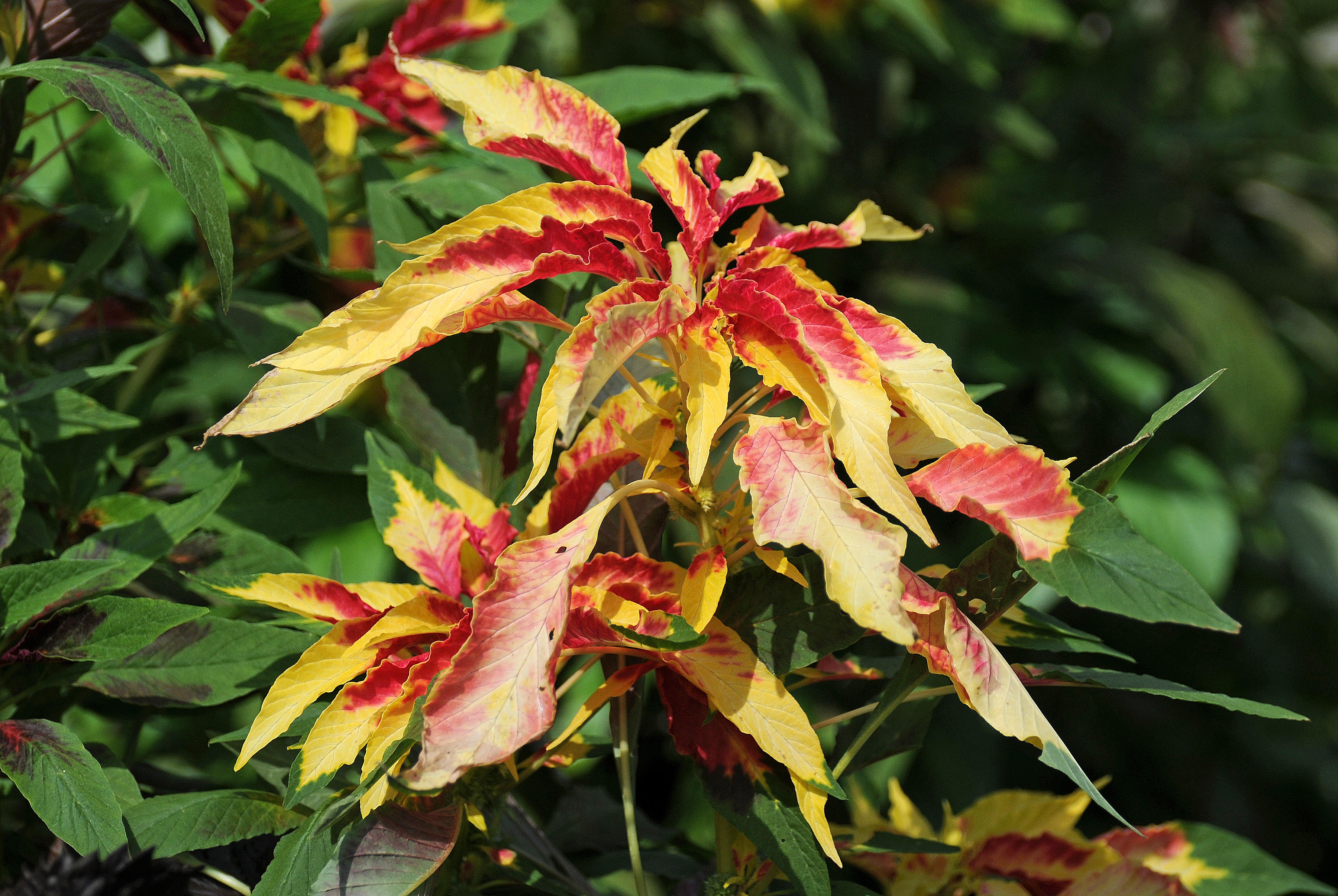 Amaranthus