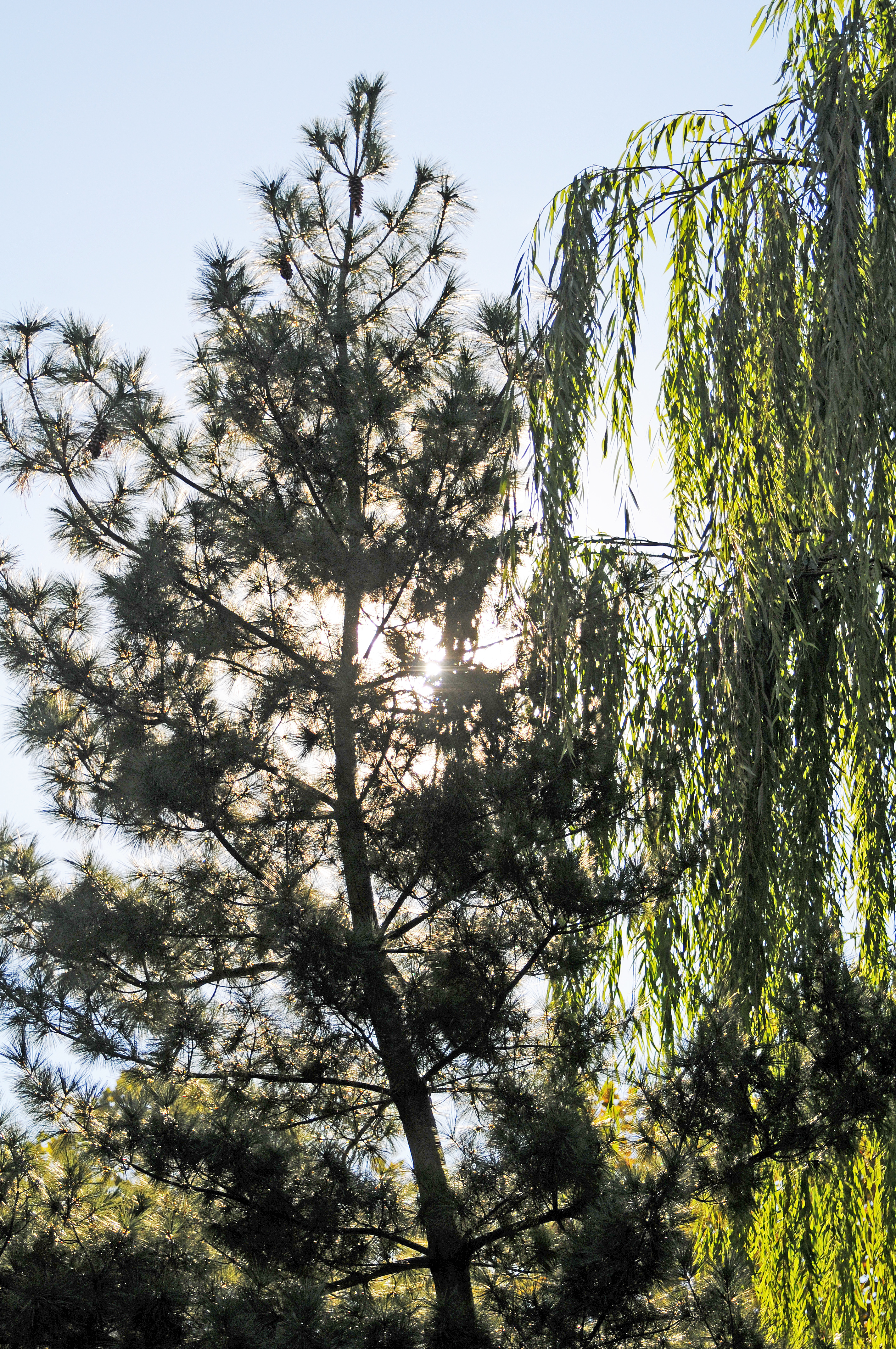 Pine & Willow Trees
