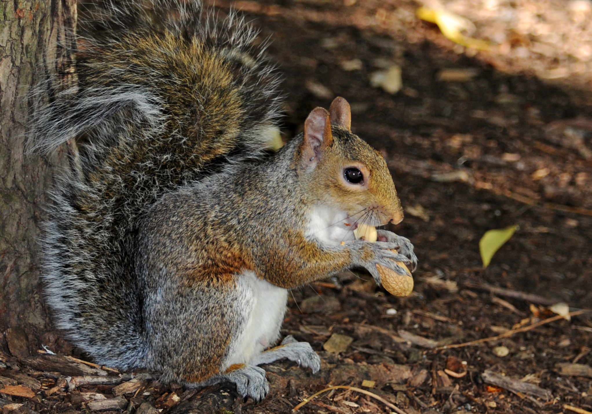 Grey Squirrel