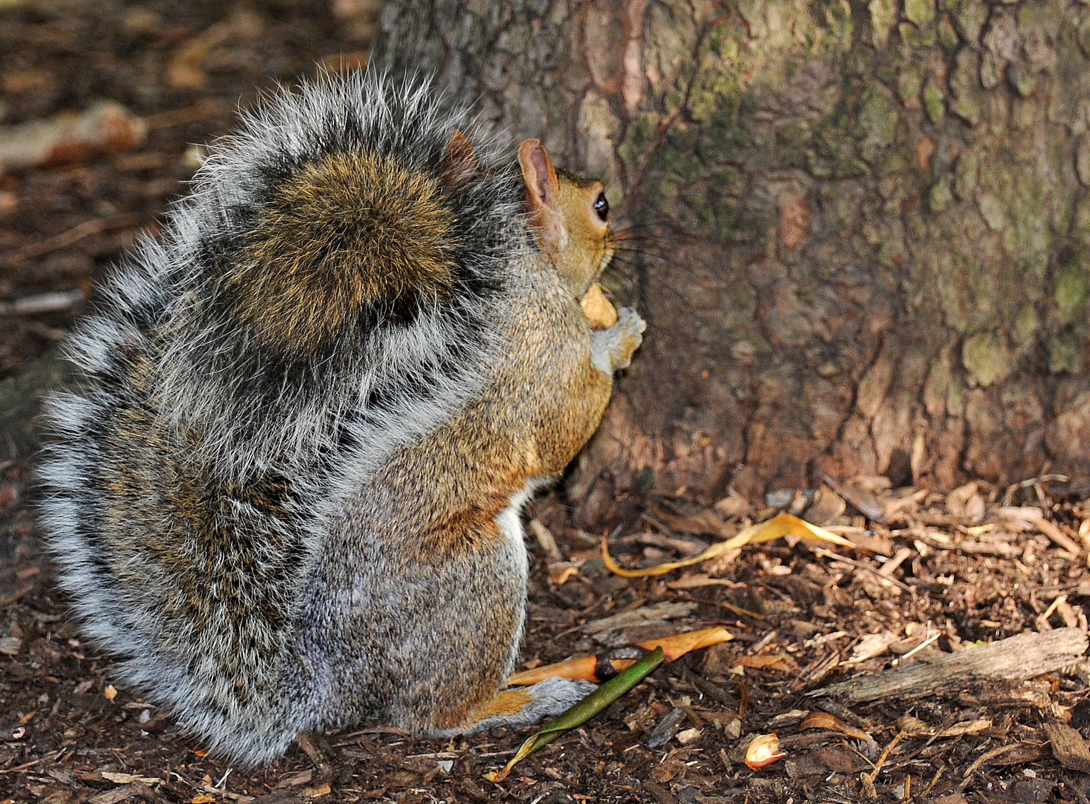 Grey Squirrel