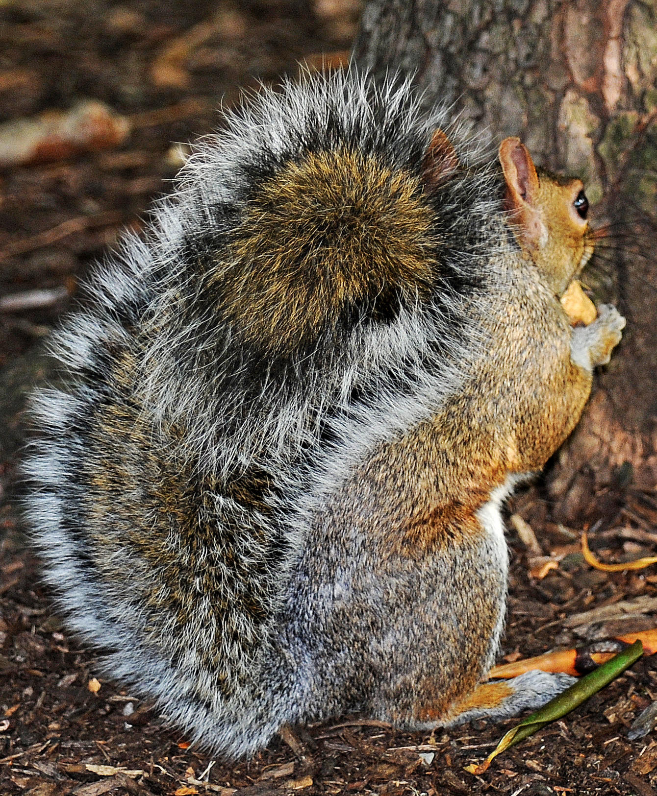 Grey Squirrel