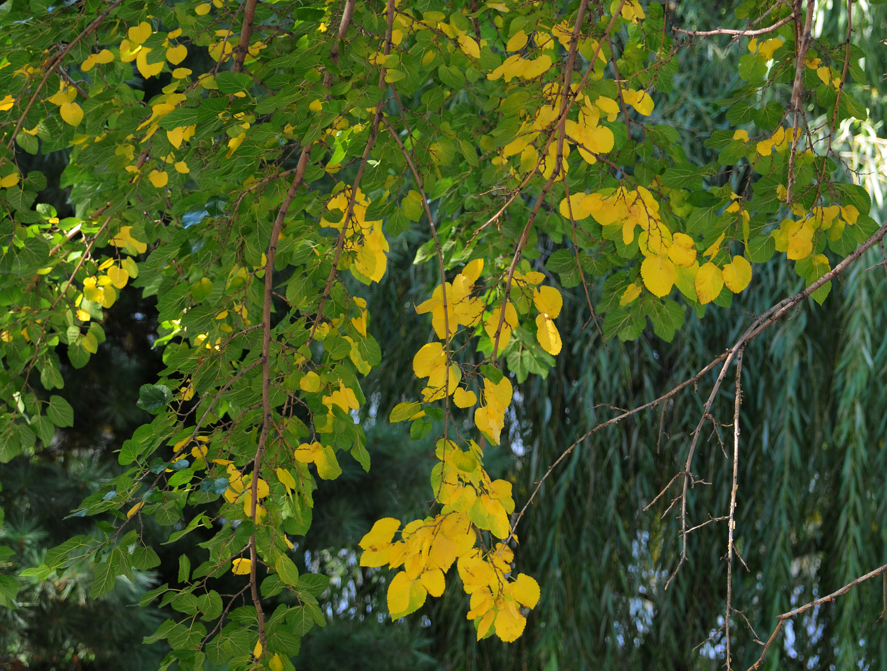 Mulberry Tree Fall Foliage