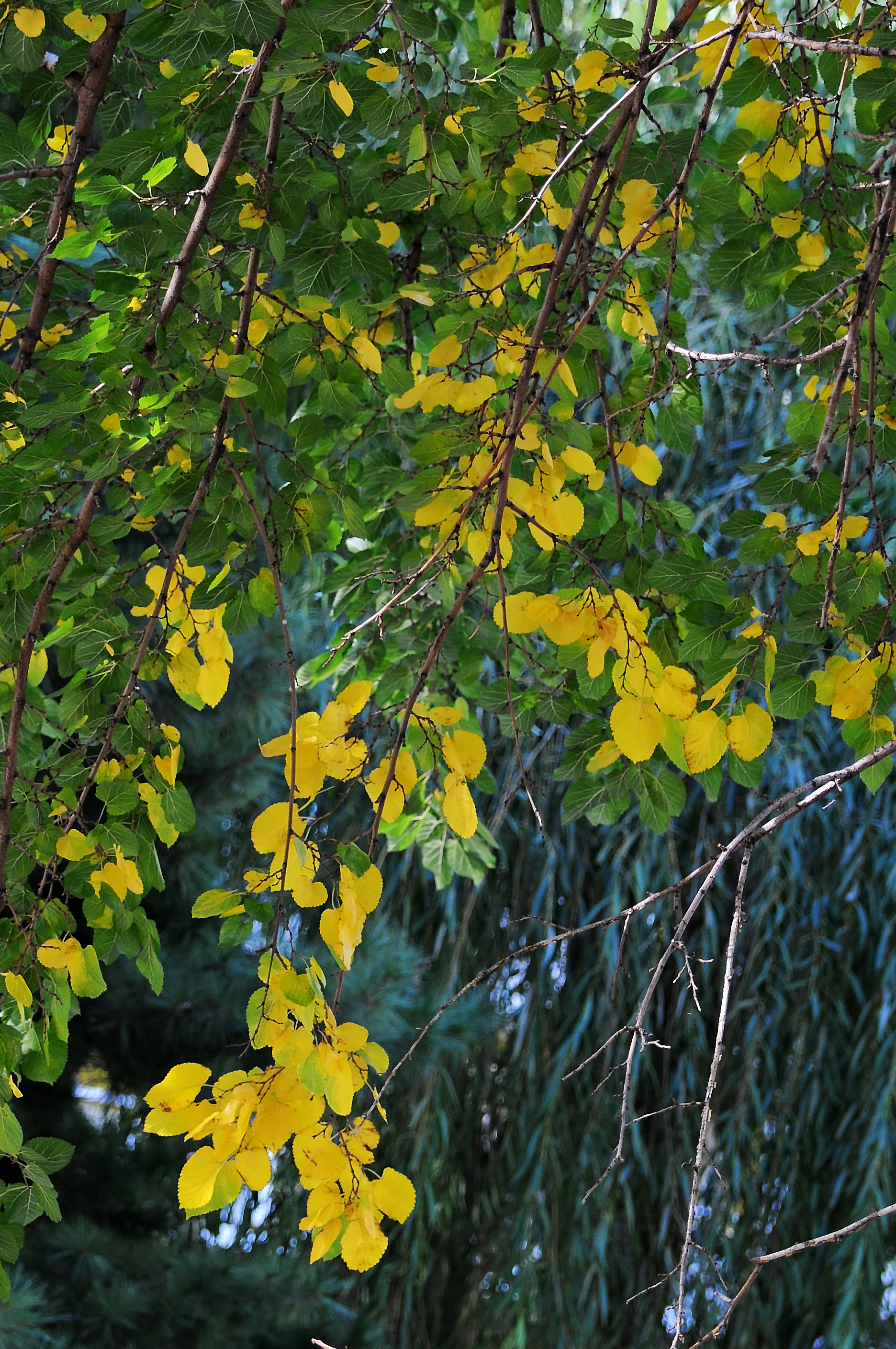Mulberry Tree Fall Foliage
