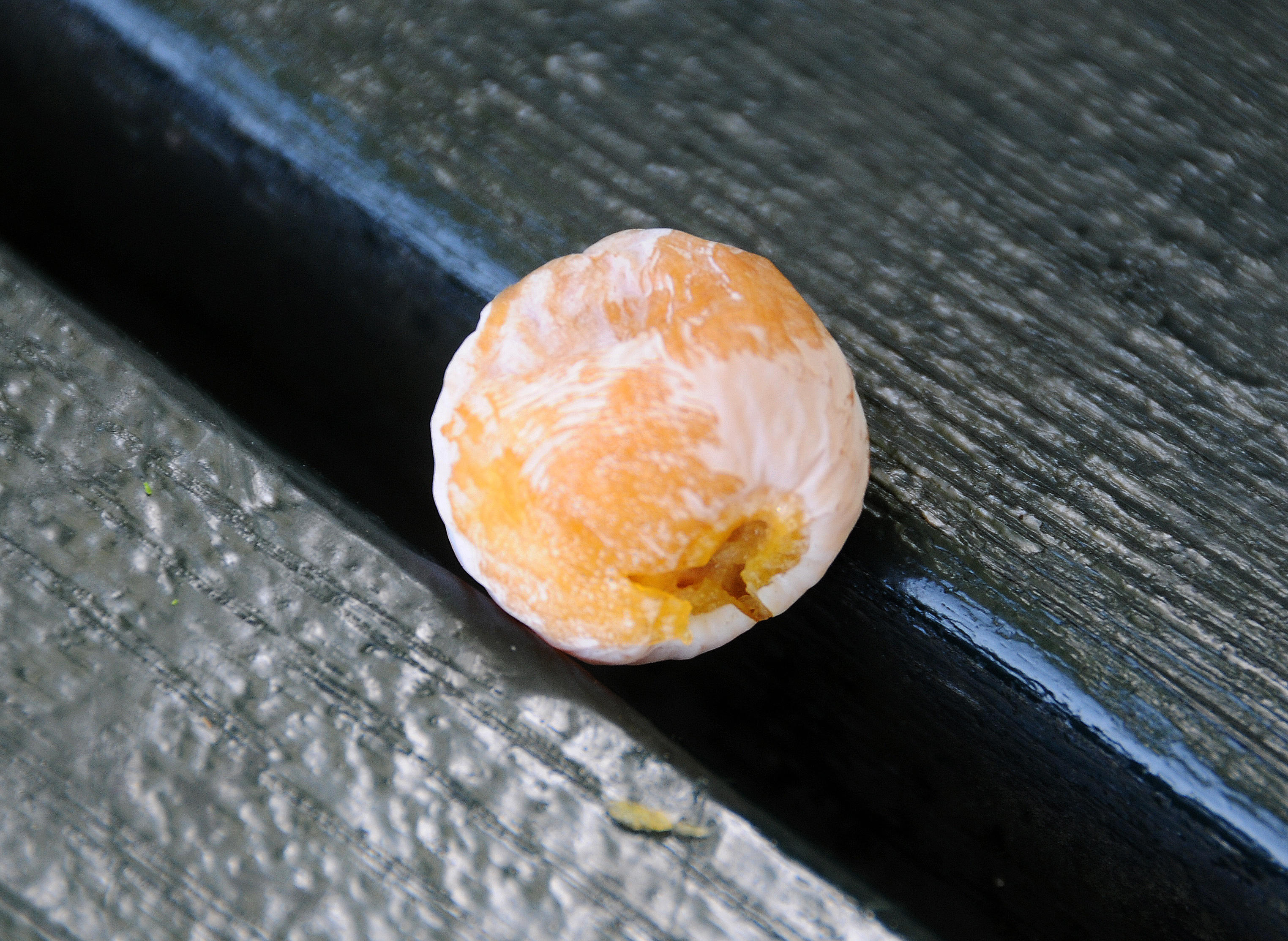 Harlem Meer - Ginkgo Nut on a Bench